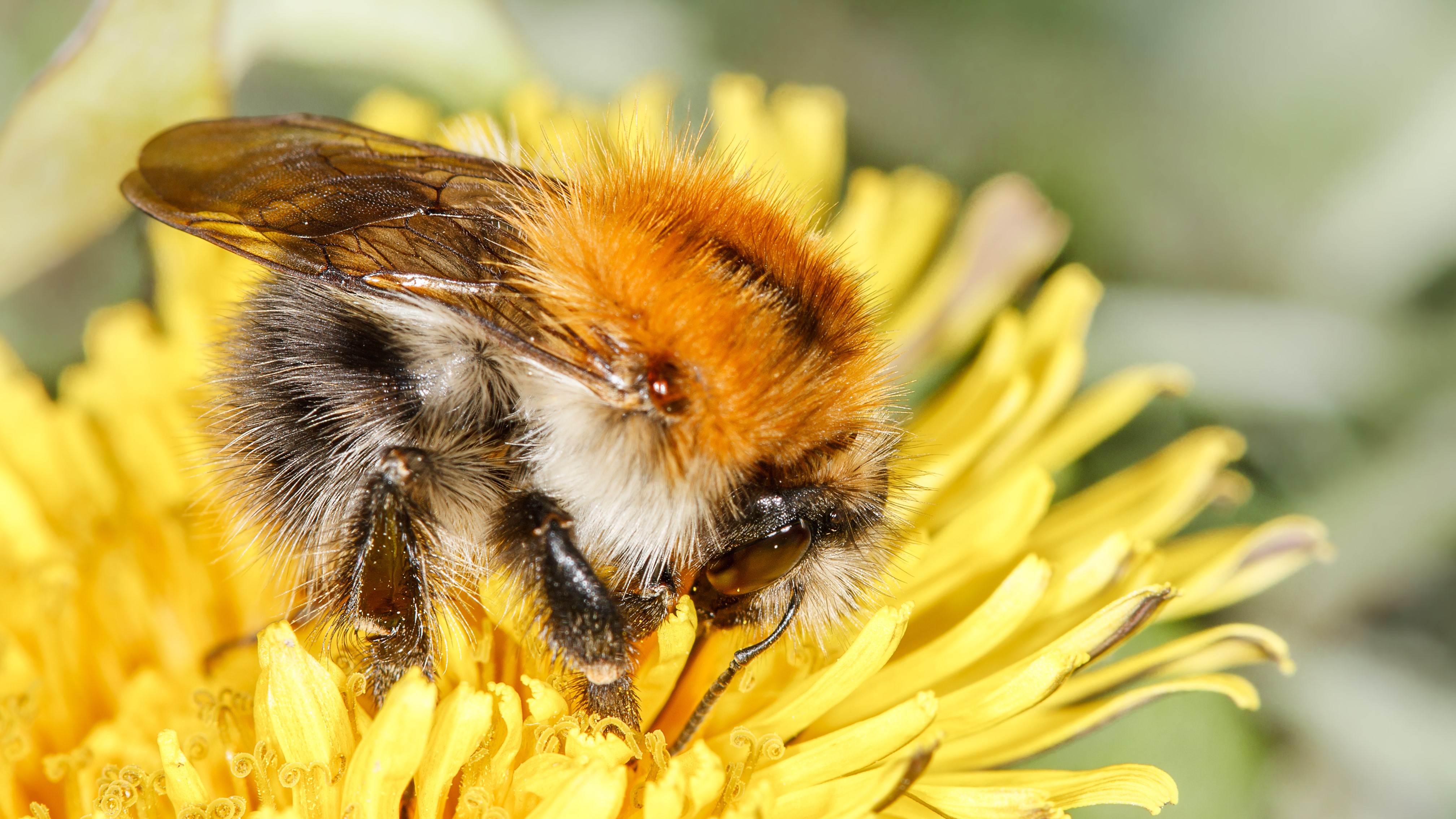Common Carder Bees Attract Bees