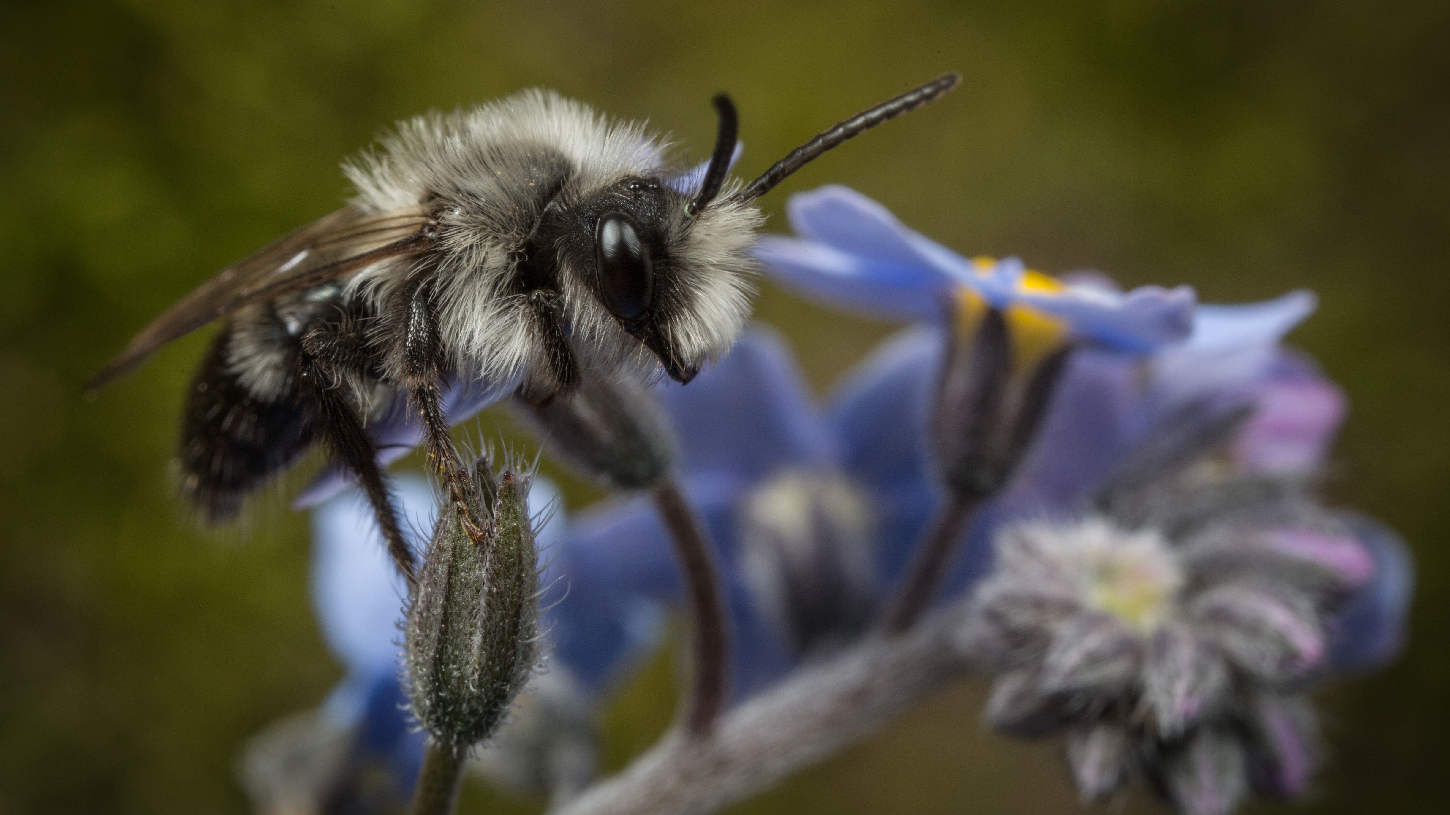 Attract Bees - Attract mining bee - Male Ashy Mining-bee (Andrena cineraria)