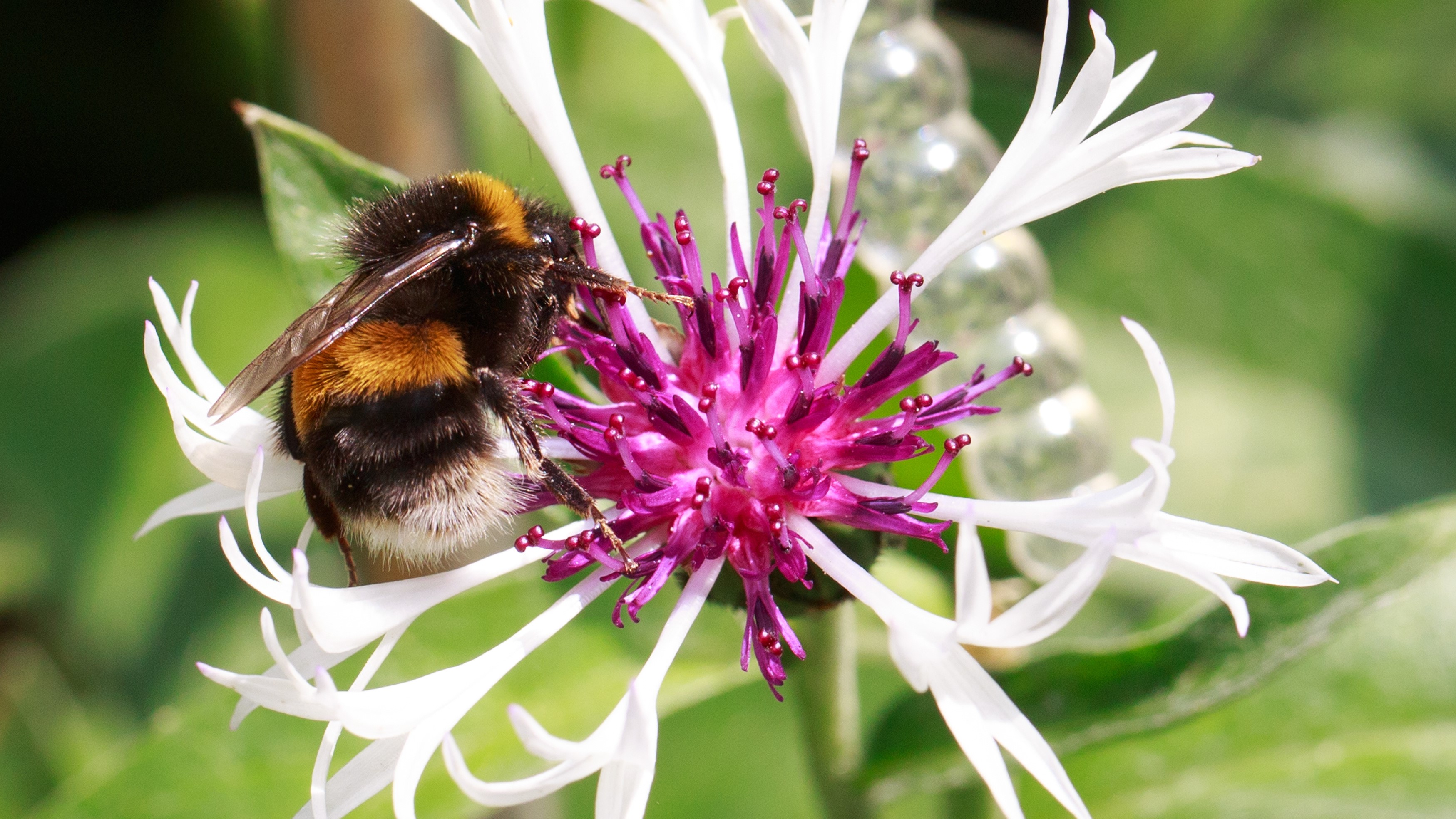 Attract Bees - Attract bumble bees - Buff Tailed Bumble bee