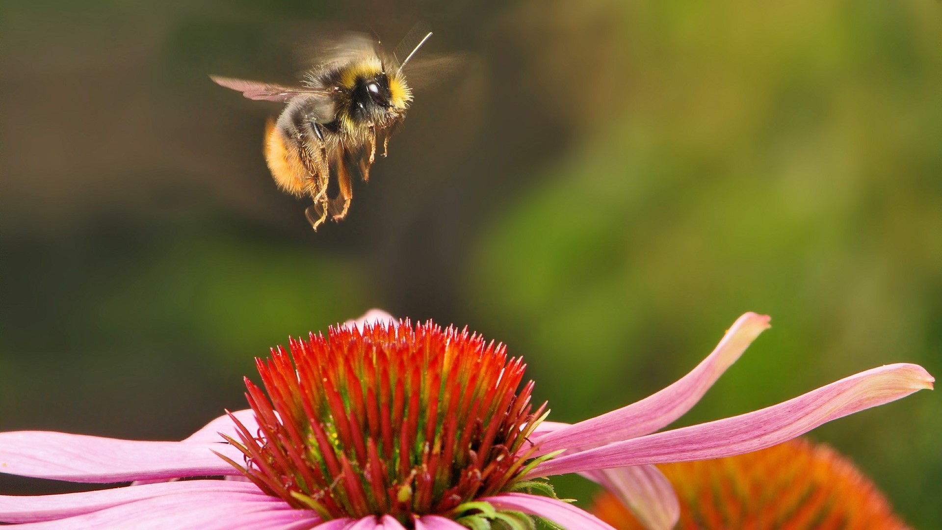 Attract Bees - Attract bumble bees - Early Bumblebee