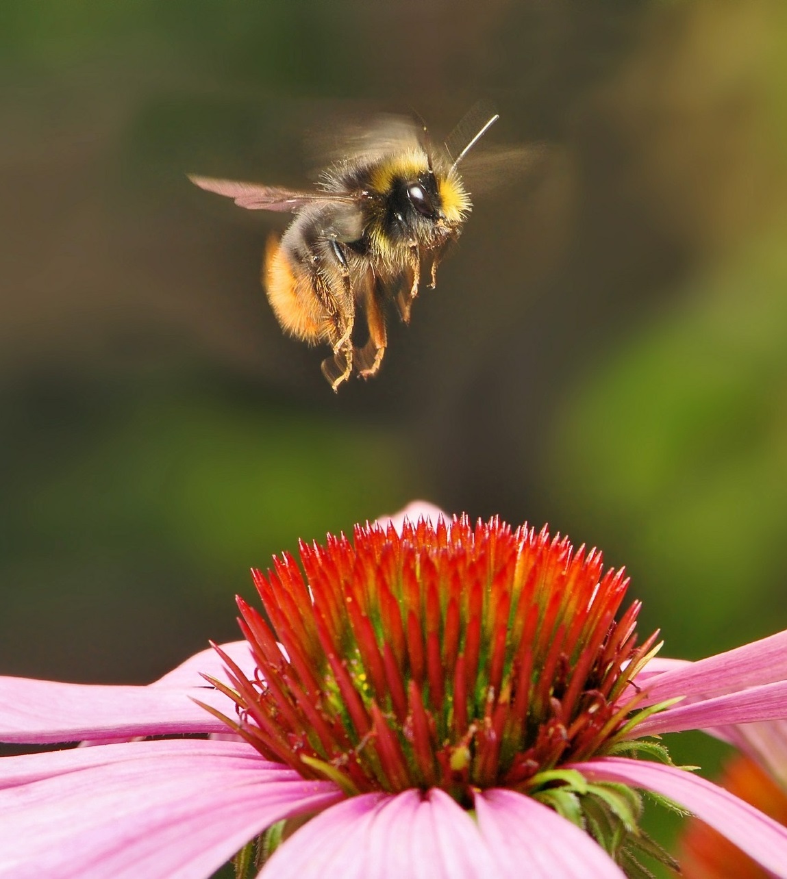 Attract Bees - Attract bumblebees - Bumblebee - Early Bumblebee