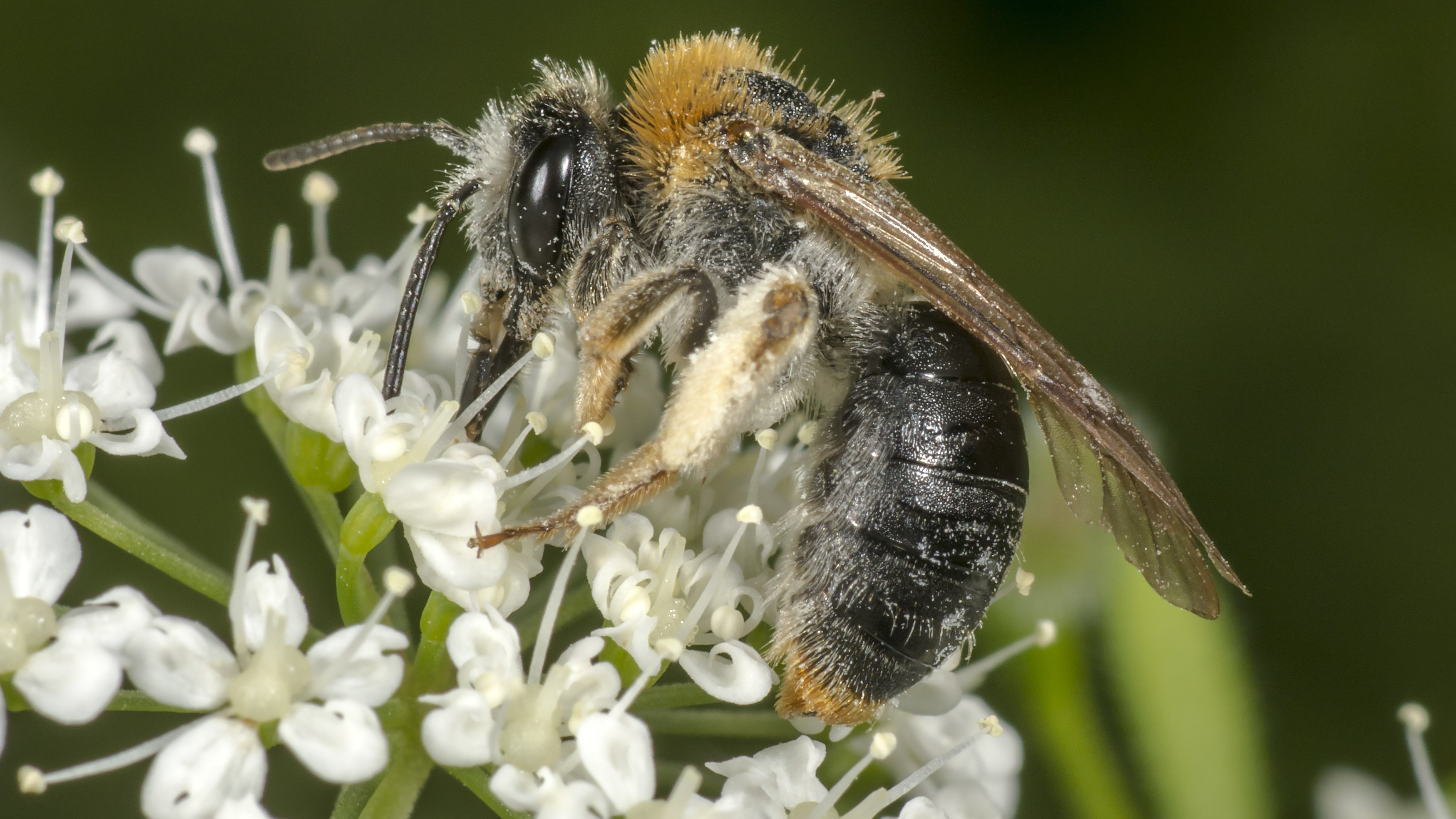 Attract Bees - Attract mining bees - Early Mining Bee