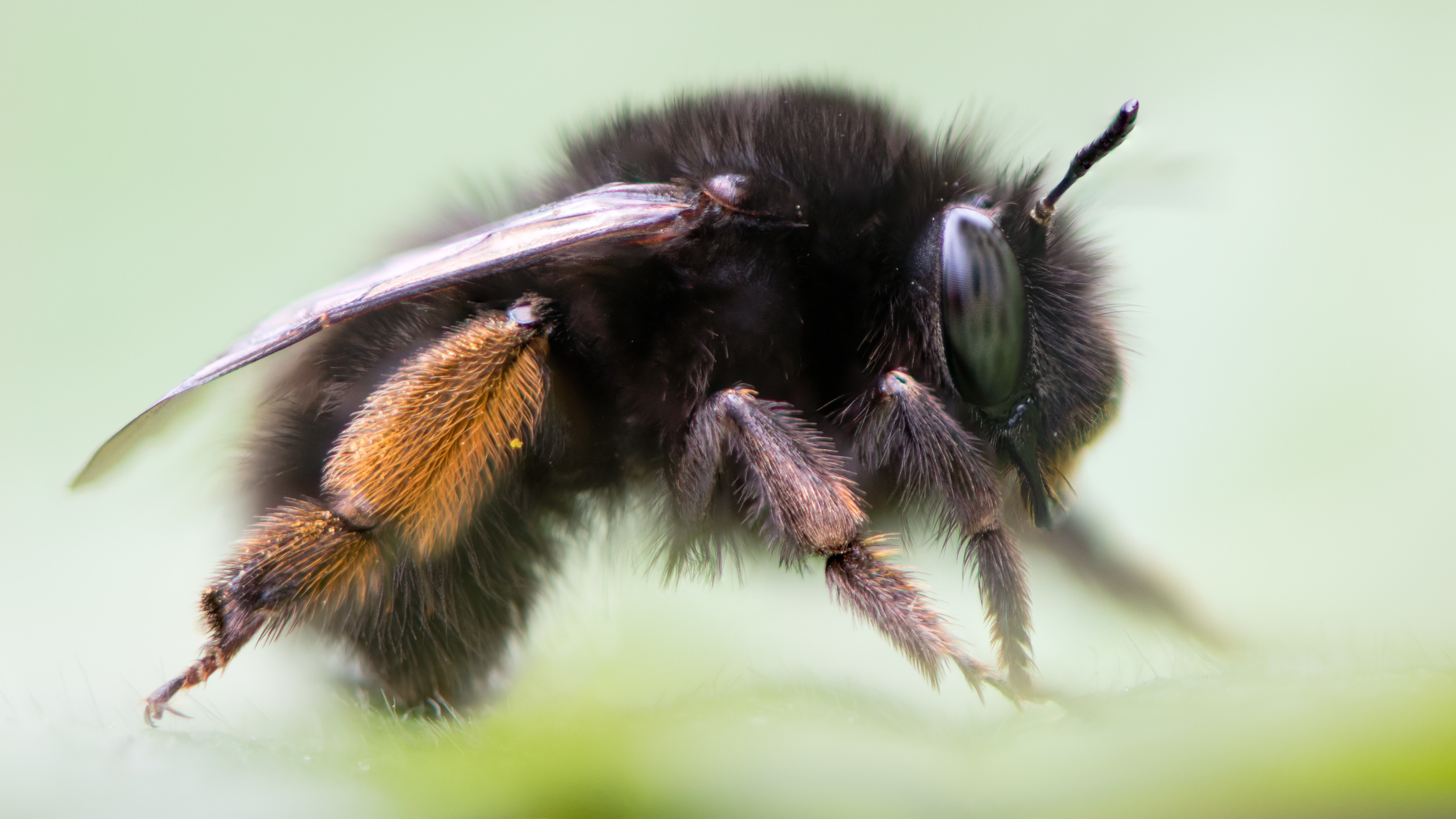 Attract Bees - Attract Hairy-footed flower bee (Anthophora plumipes)