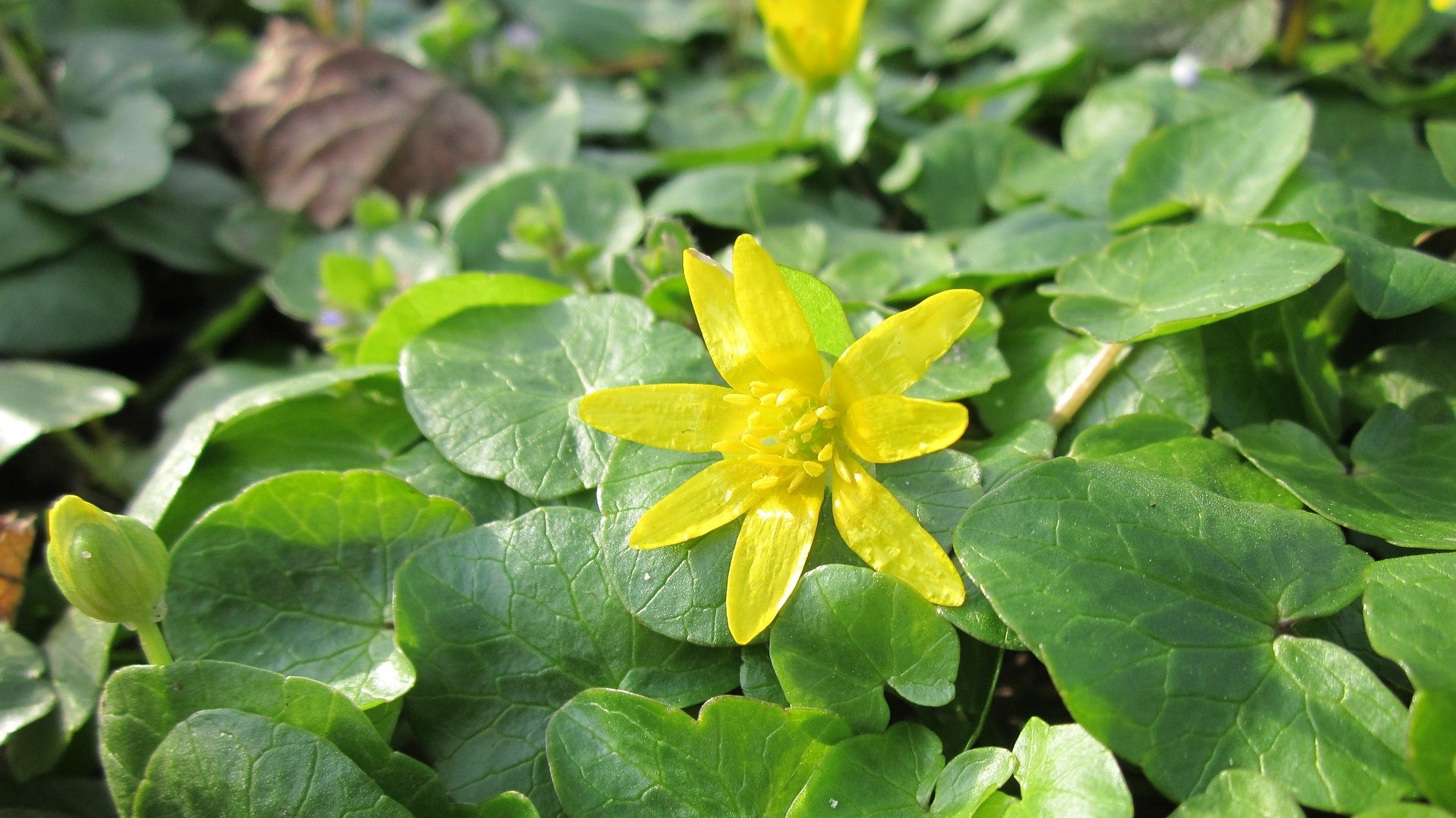 Attract Bees - flower - wildflowers - Lesser celendine