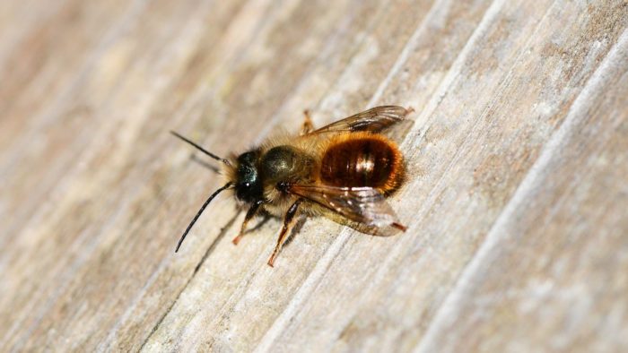 Attract Bees - Attract mason bees - Red Mason Bee