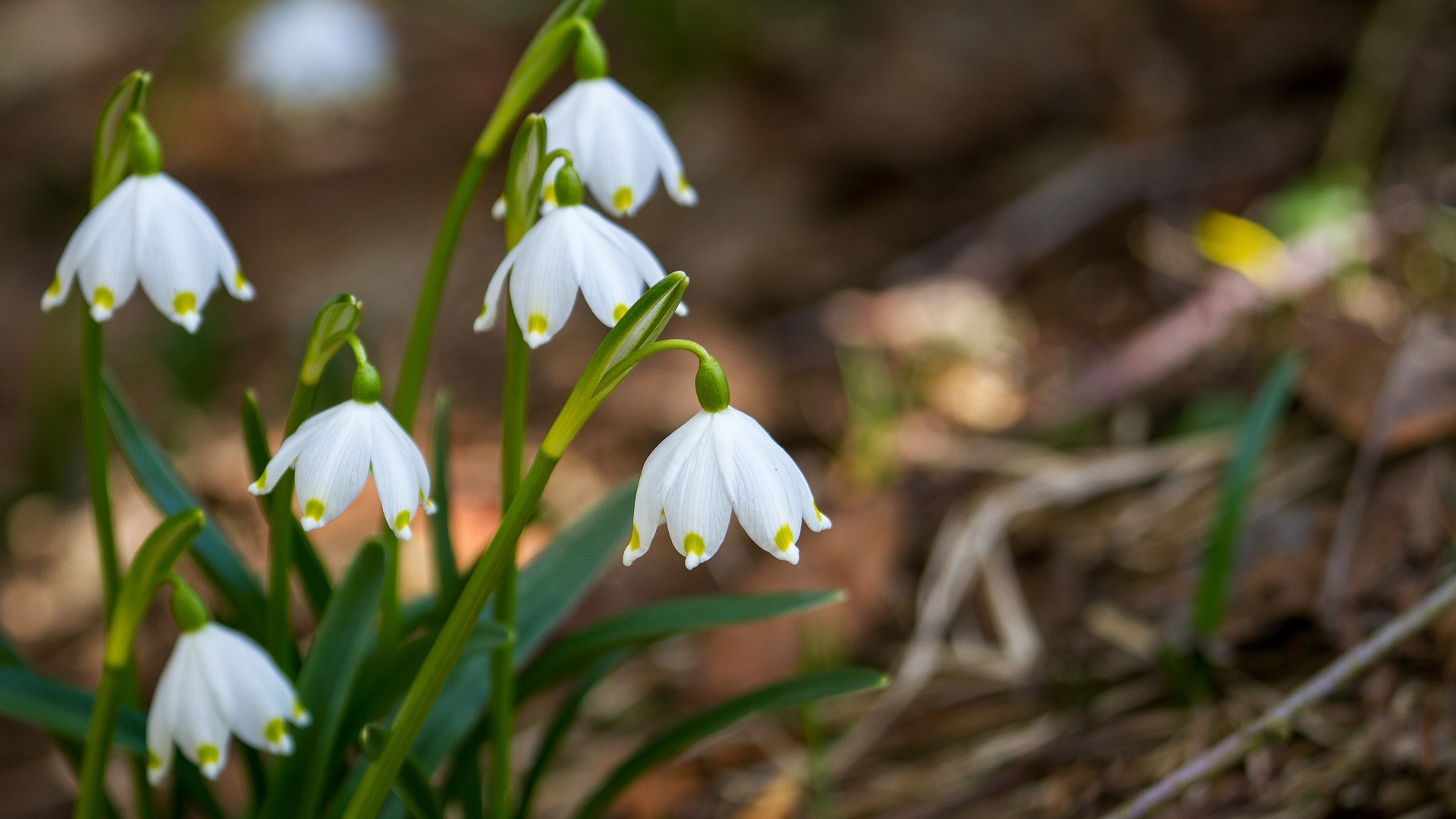 Attract Bees - flower - Snowdrop