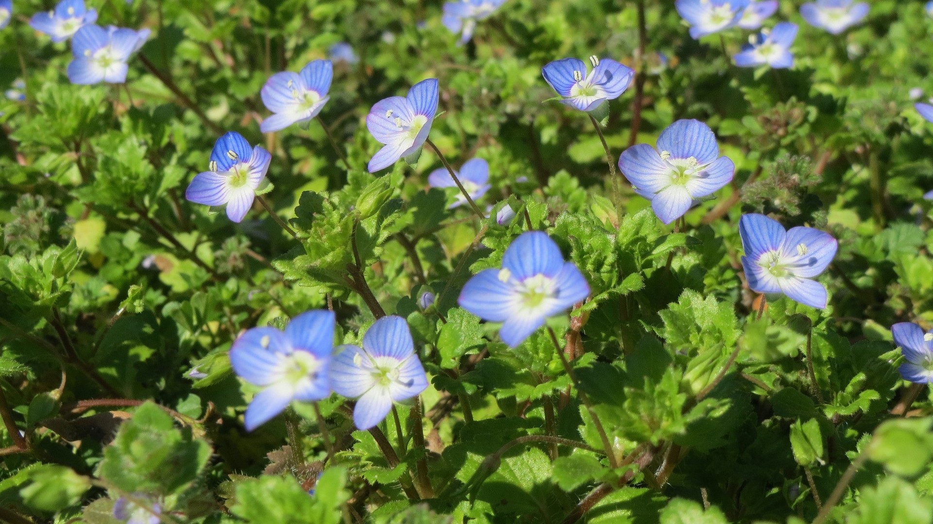 Attract Bees - flower - Speedwell