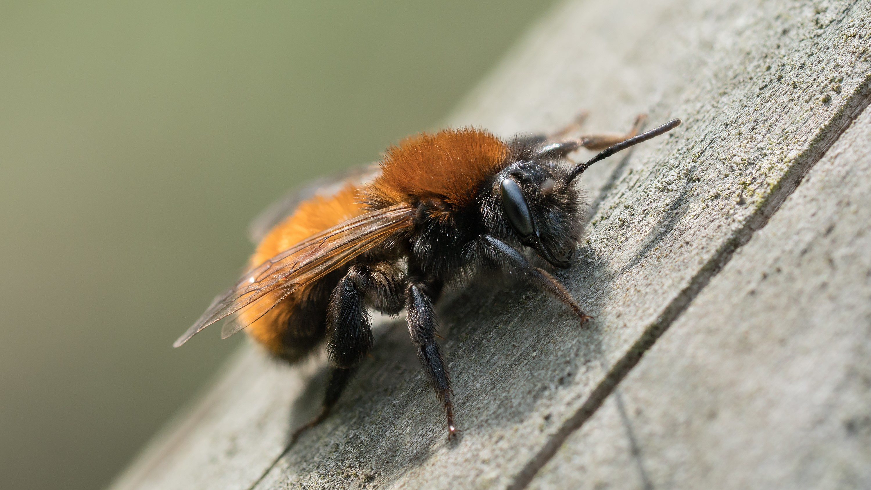 Attract Bees - Attract mining bees - tawny mining bee