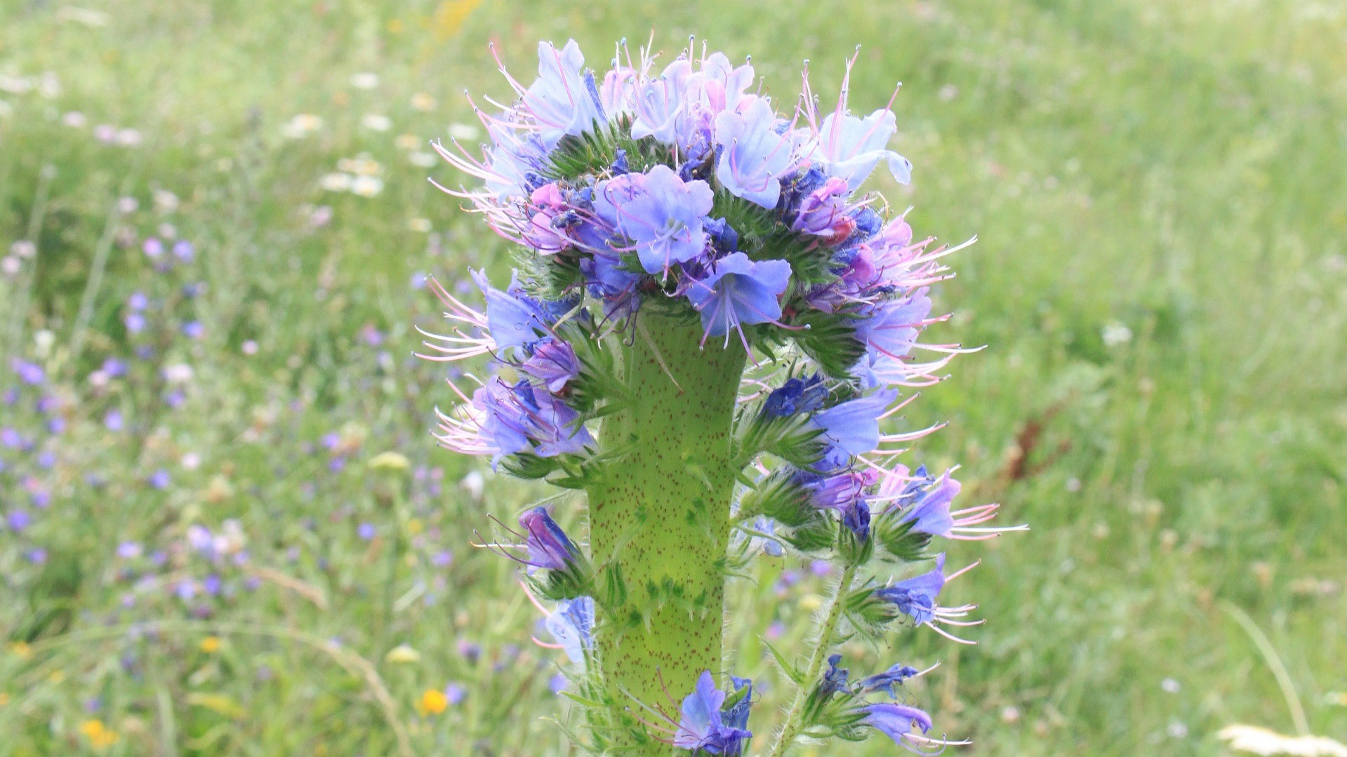 Attract Bees - flower - Viper bugloss