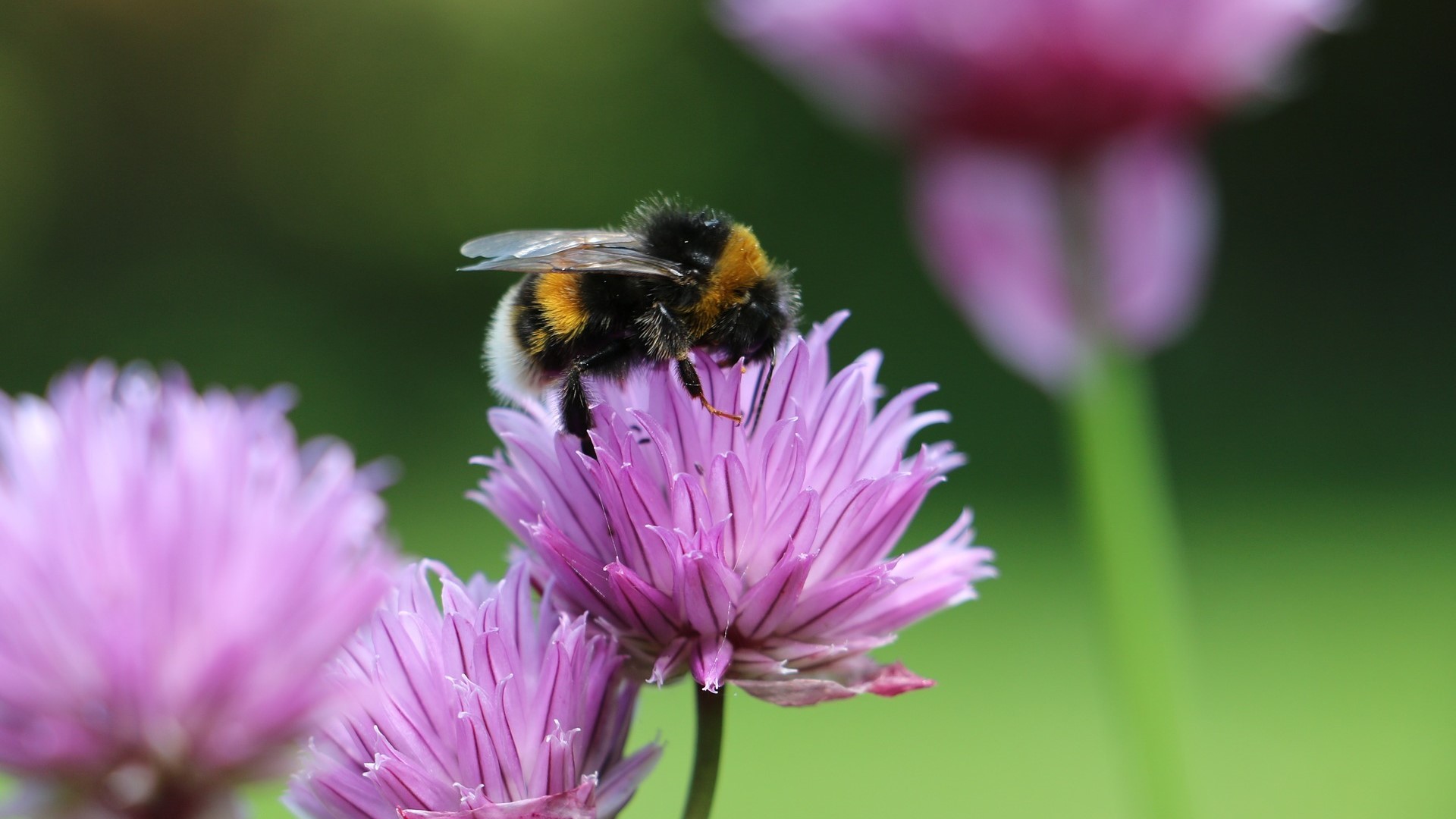 Attract Bees - Attract bumblebees - White tailed Bumblebee