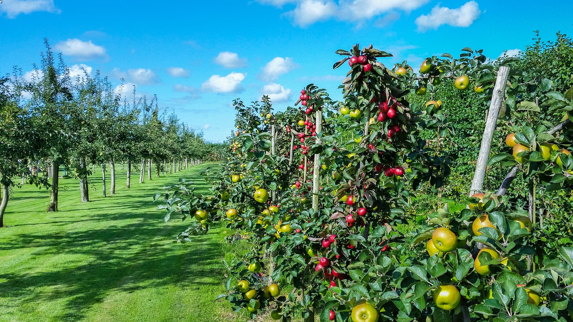 Attract Bees - flower - apple