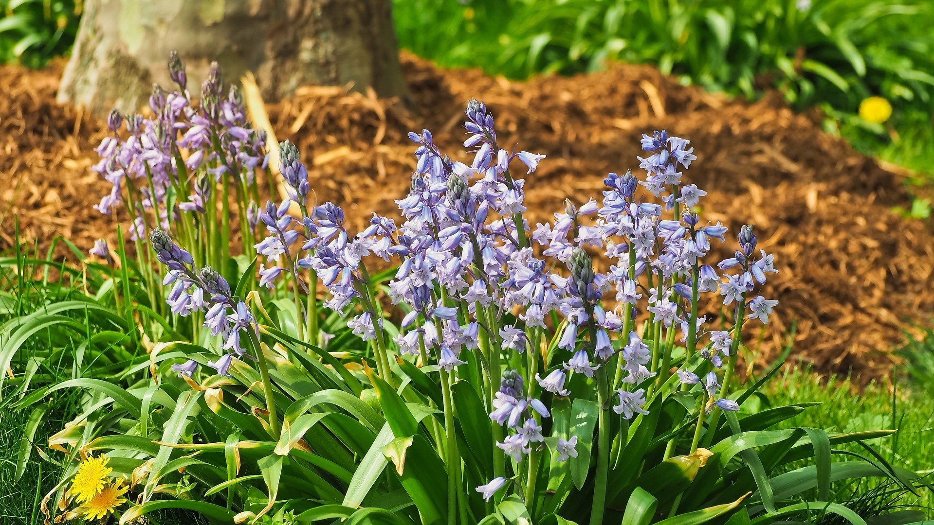 Attract Bees - flower - wildflowers - bluebells