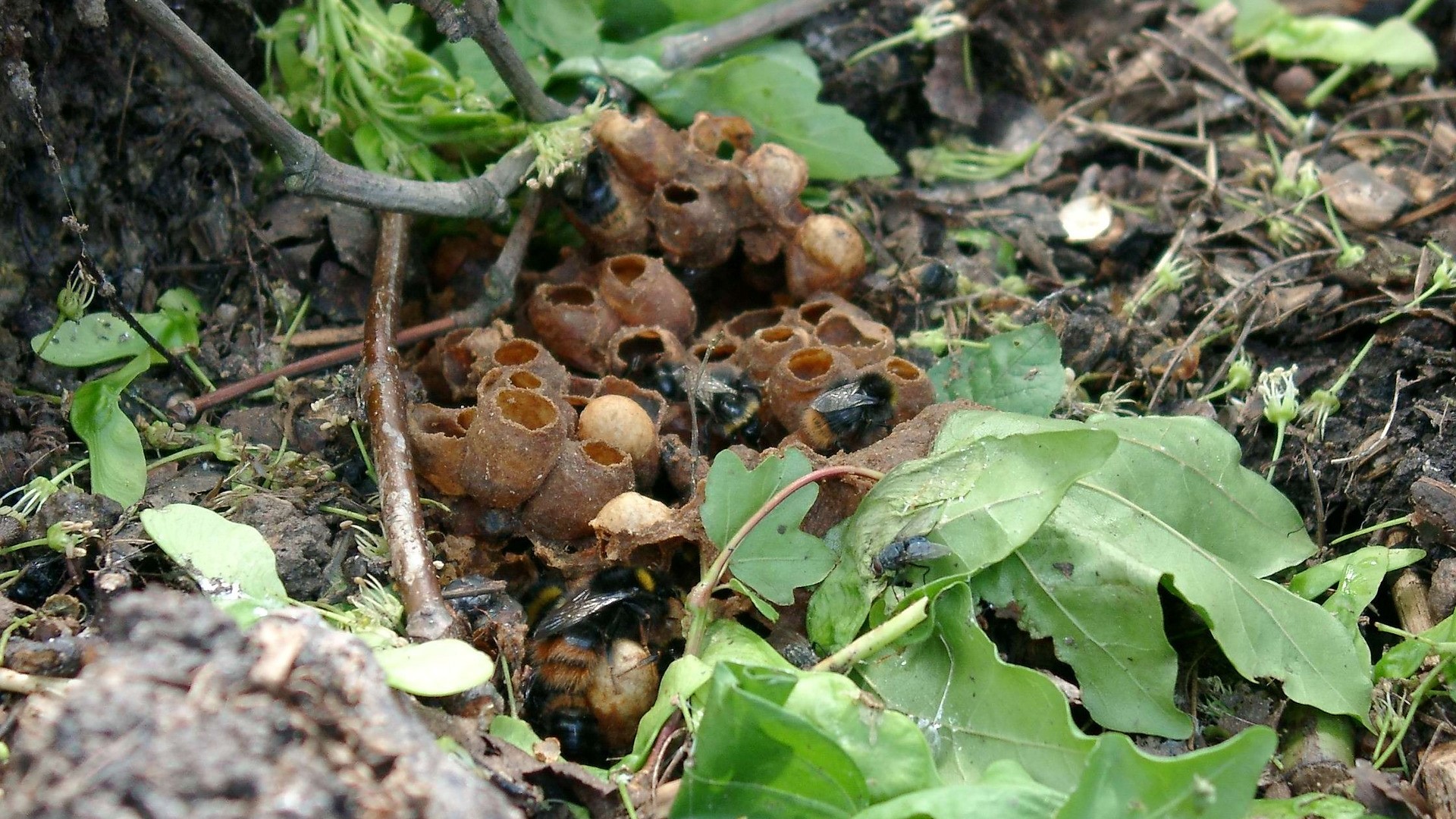 Attract Bees - Bumblebee nest