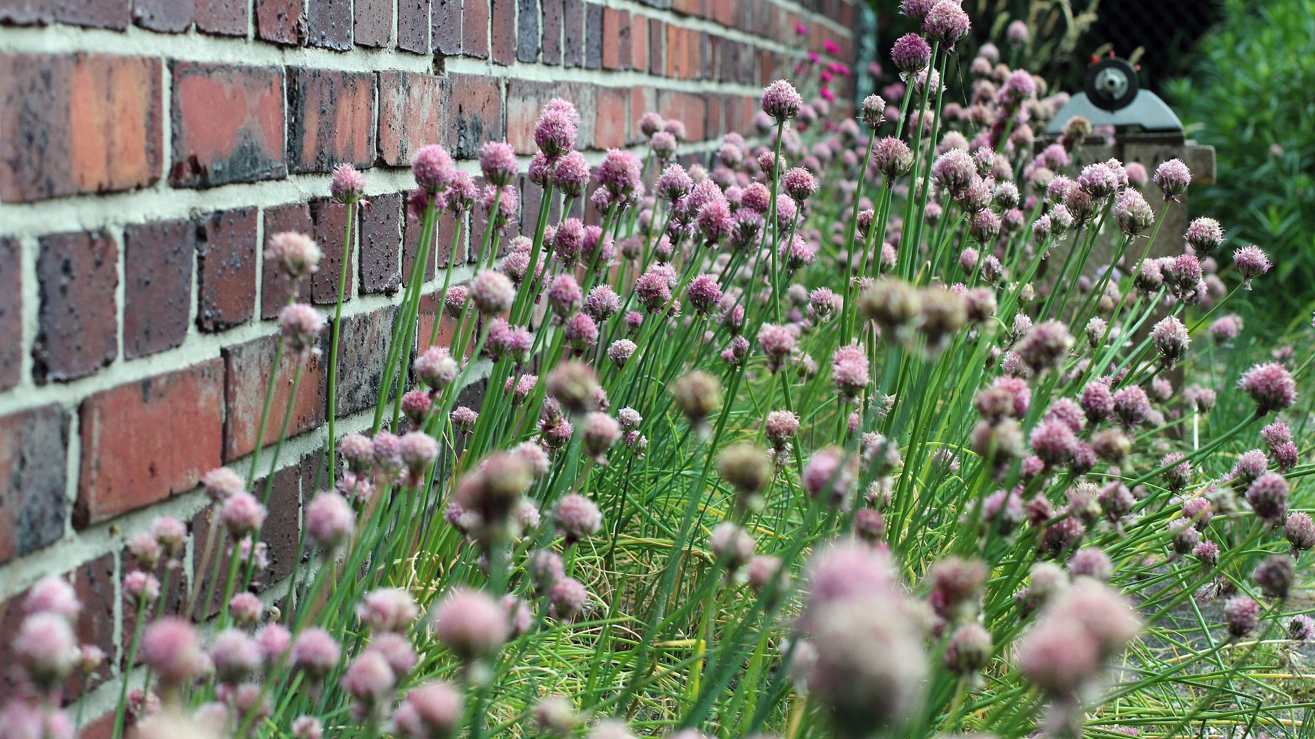 Attract Bees - flower - herbs - chives