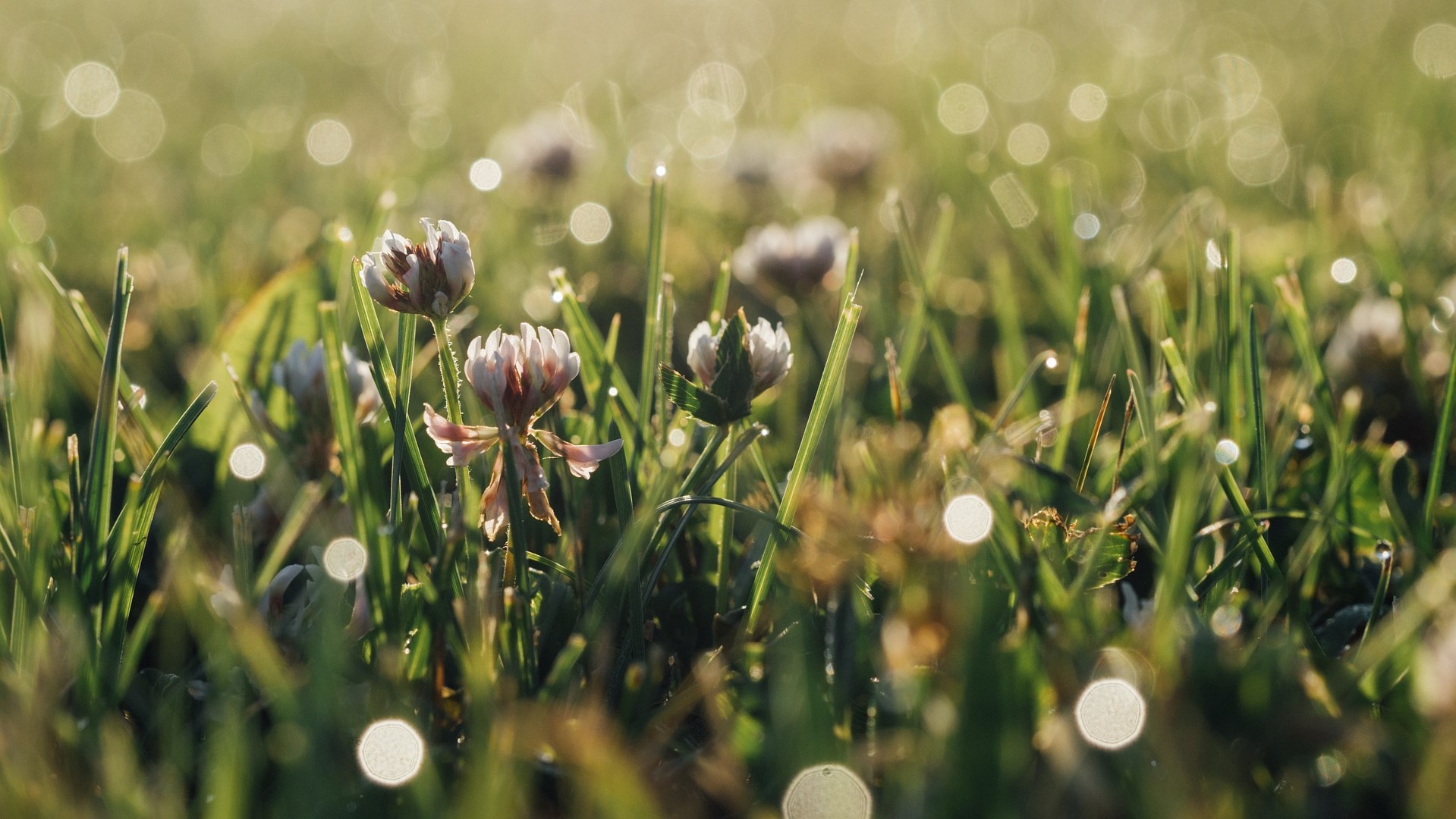 Attract Bees - flower - wildflowers - clover