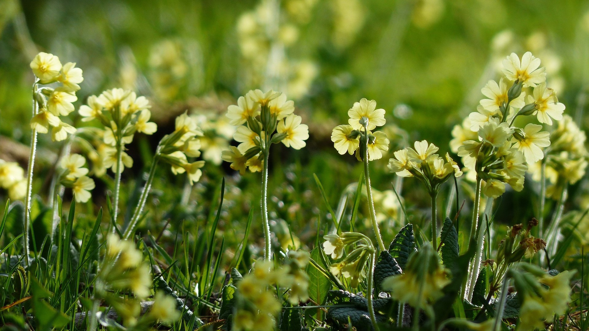 Attract Bees - flower - wildflowers - cowslip