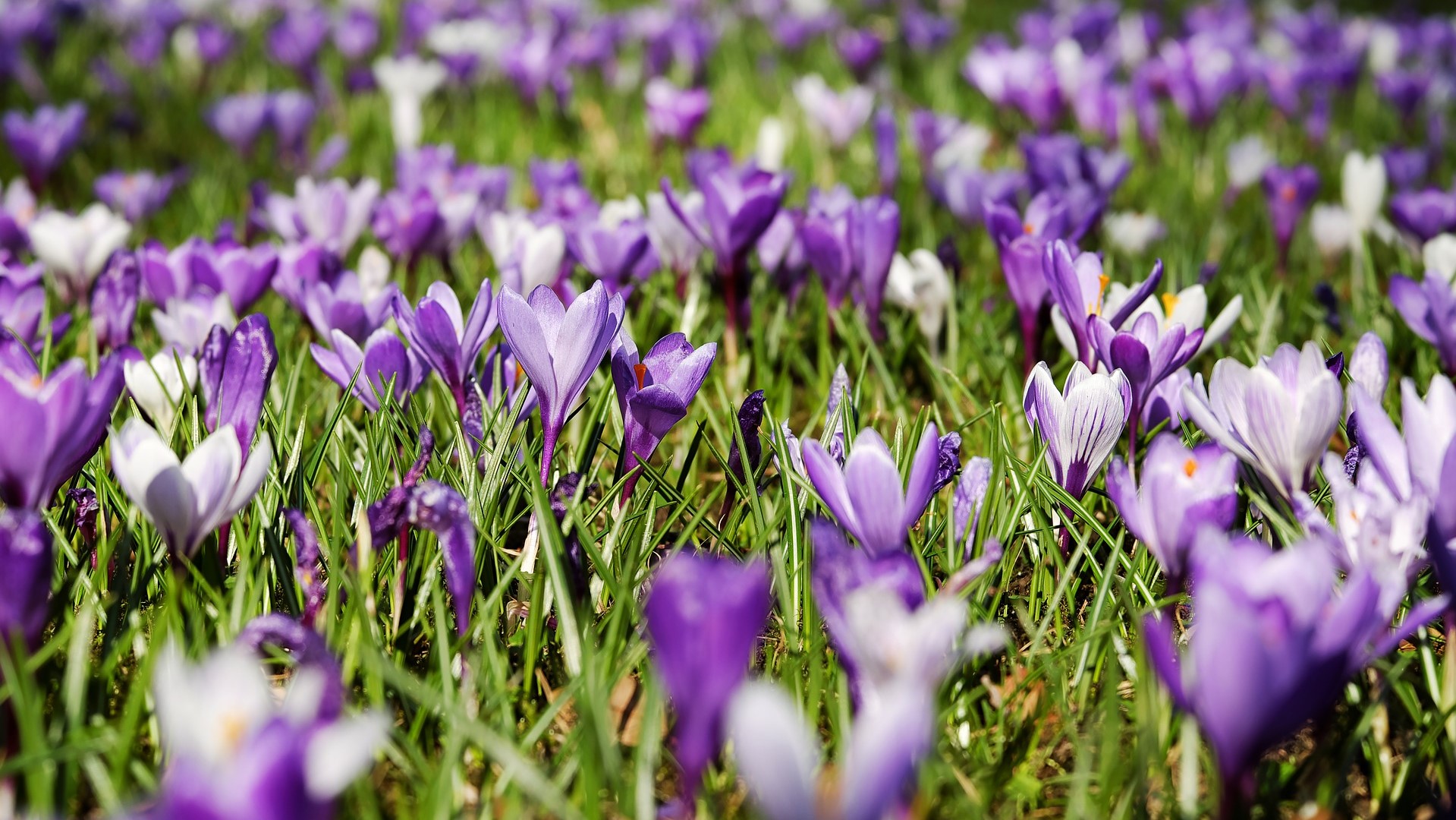 Attract Bees - flower - bedding plants - crocus