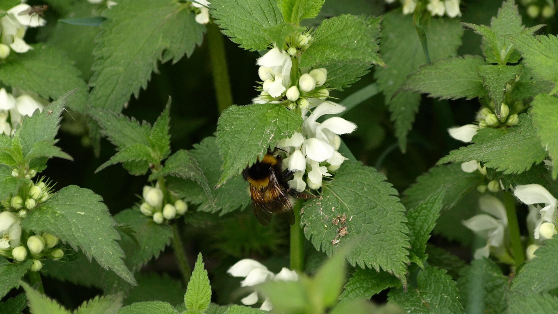 Attract Bees - flower - wildflower - hawthorn - dead-nettle