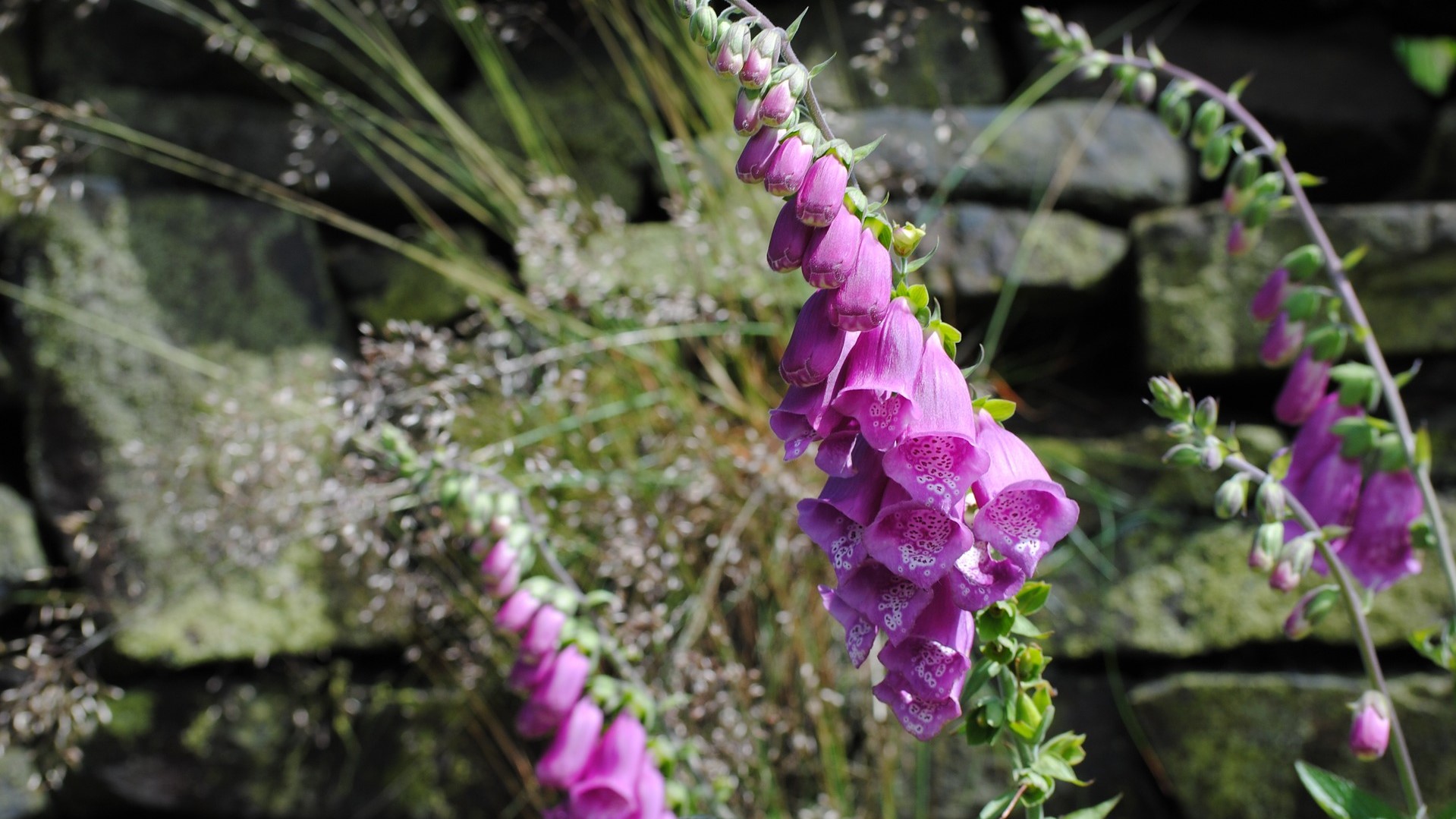 Attract Bees - flower - wildflower - hawthorn - foxglove