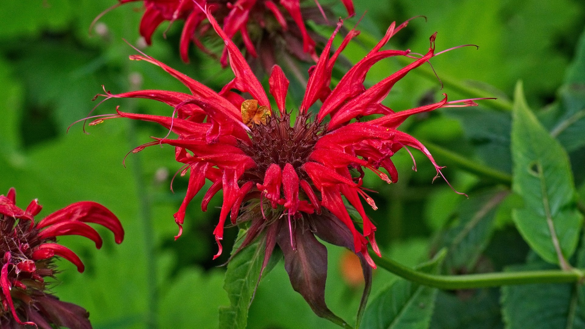 Attract Bees - flower - wildflower - hawthorn - gold-balm