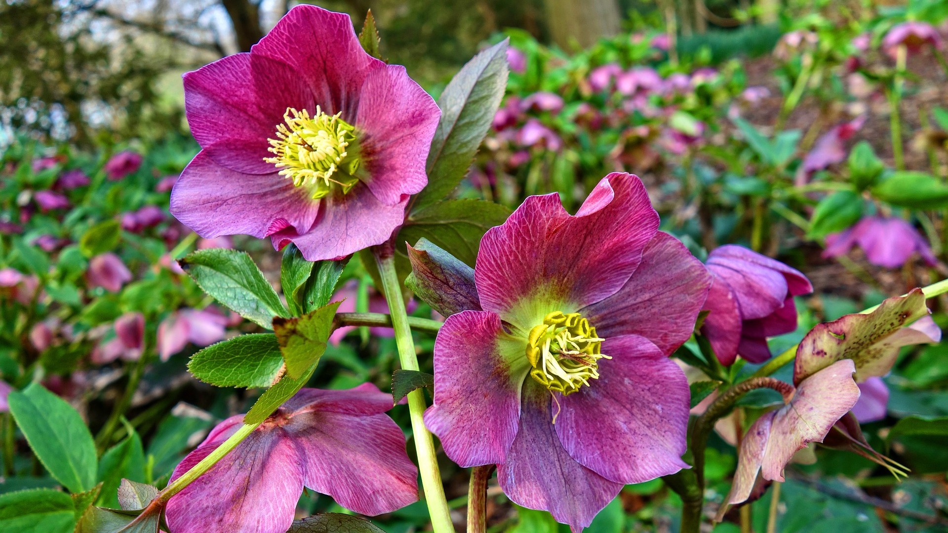 Attract Bees - flower - wildflower - hellebore