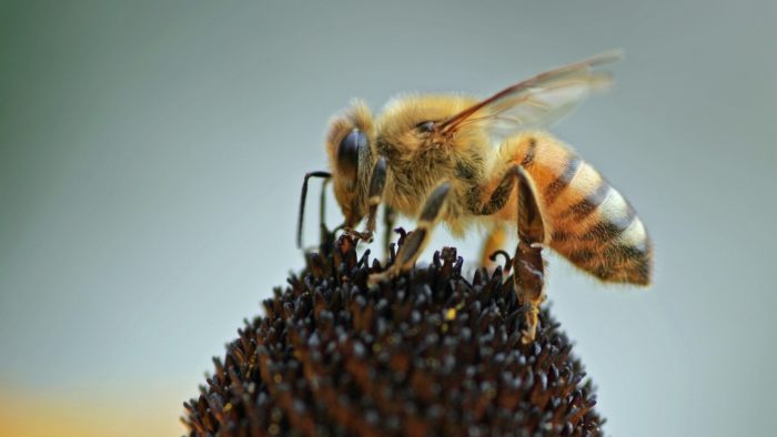 Attract Bees - Attract honey bees - honey bee