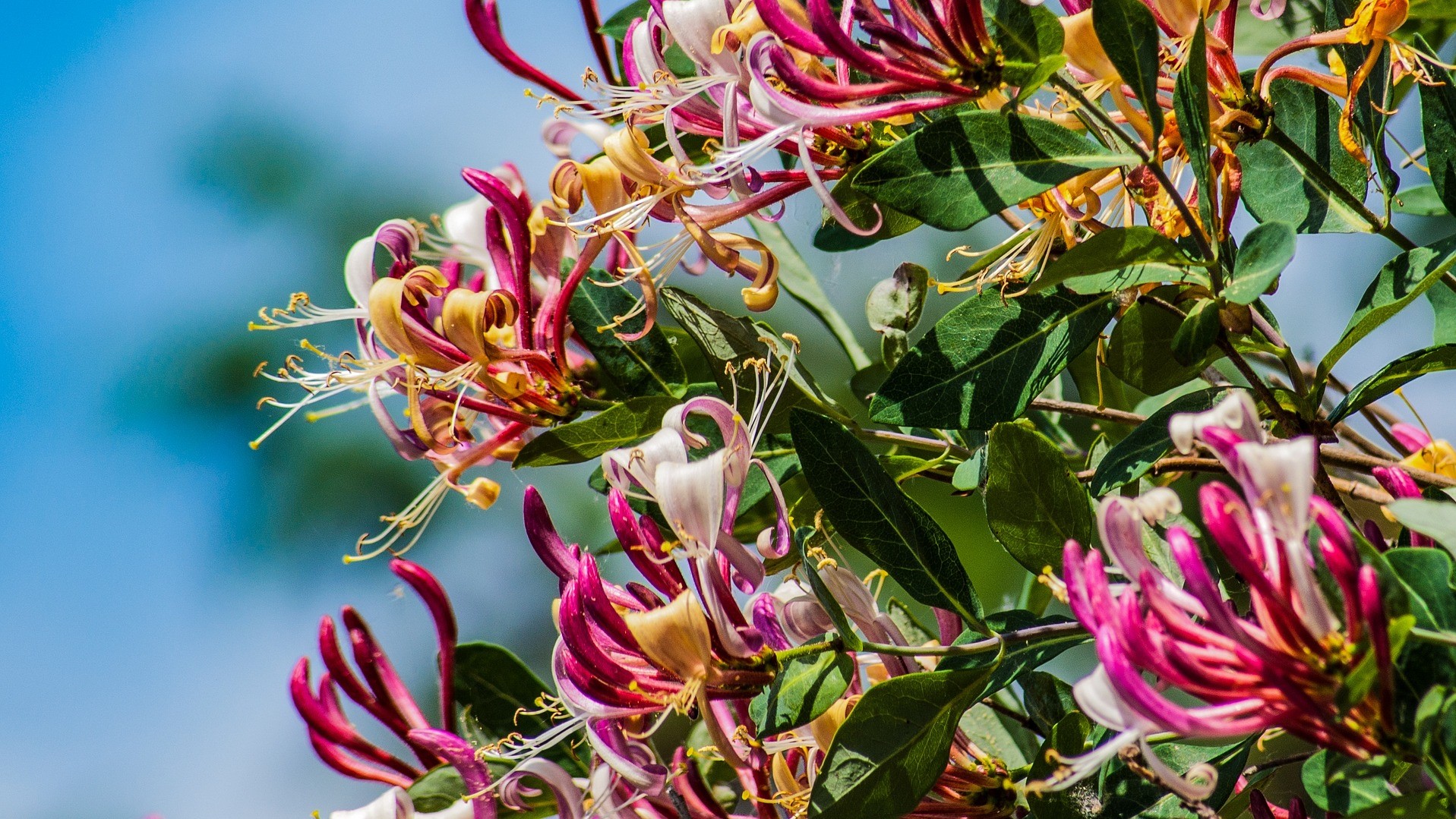 Attract Bees - flower - wildflower - honeysuckle