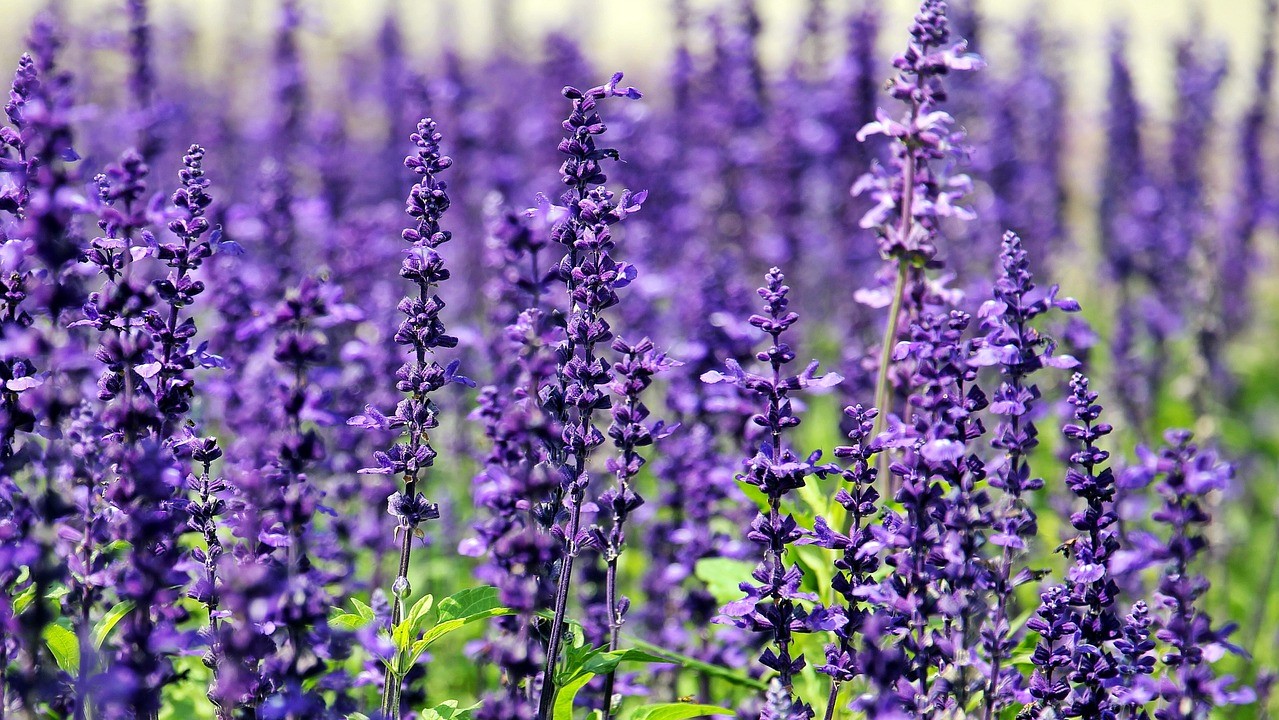 Attract Bees - flower - wildflowers - lavender