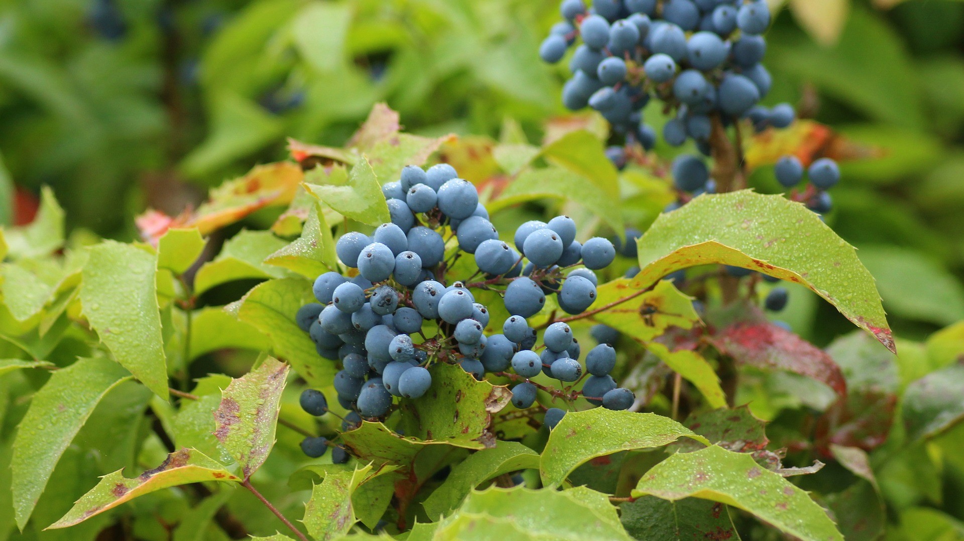 Attract Bees - flower - wildflowers - mahonia-common-3548347_1920