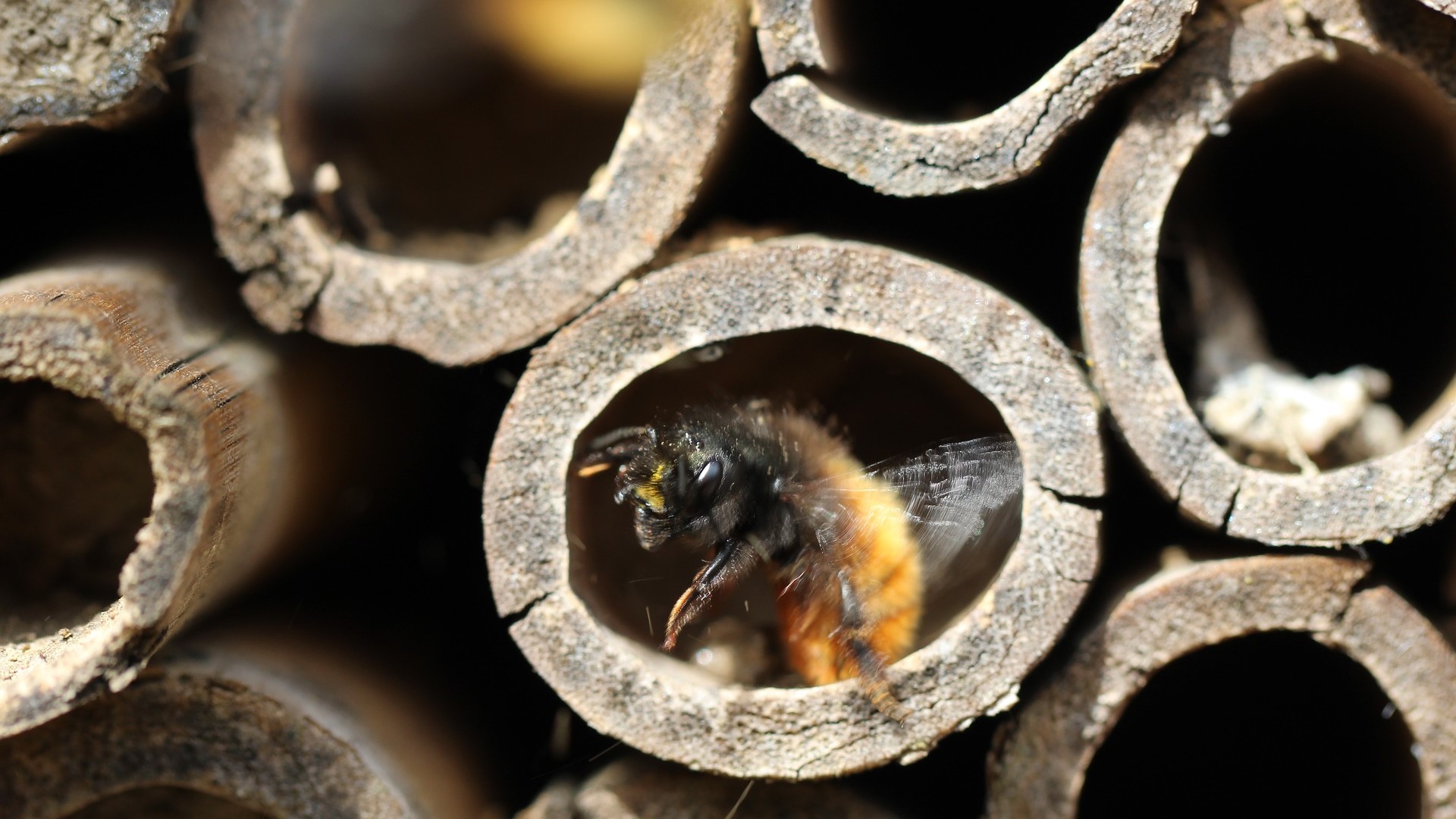 Attract Bees - Attract mason bees - mason bee nesting - Bee hotel 4