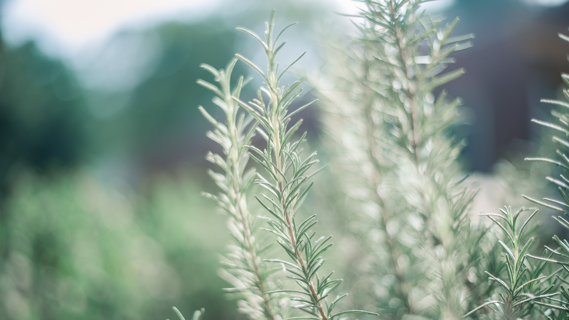 Attract Bees - flower - herbs - rosemary