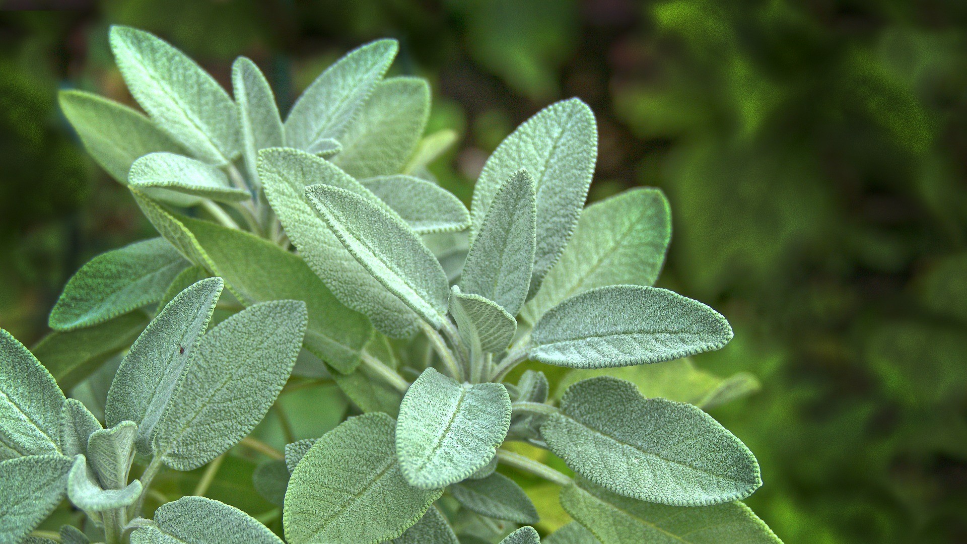 Attract Bees - flower - sage