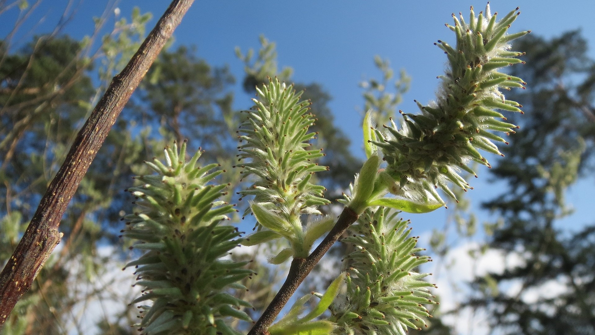 Attract Bees - flower - salix-caprea