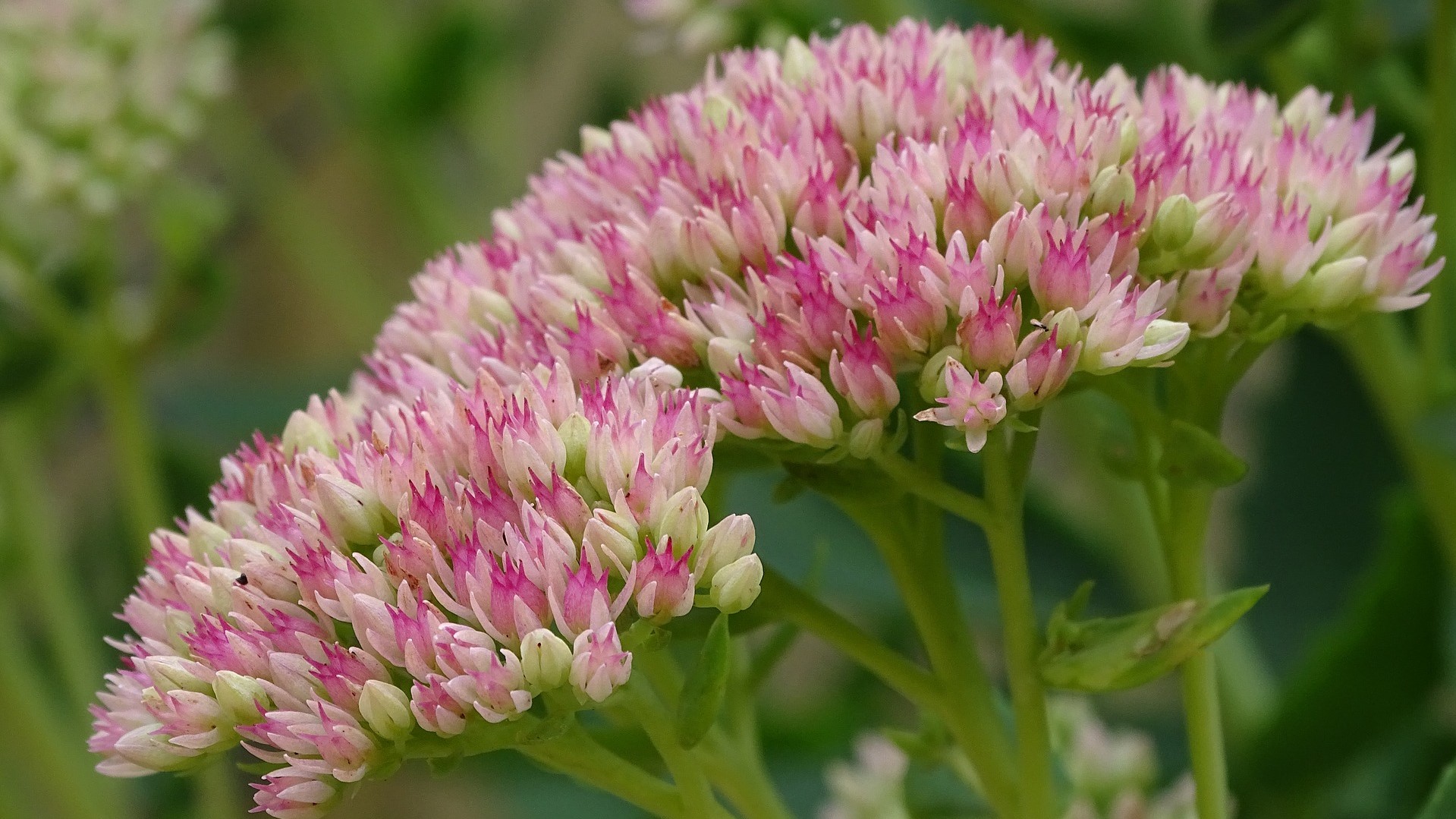 Attract Bees - flower - stonecrop