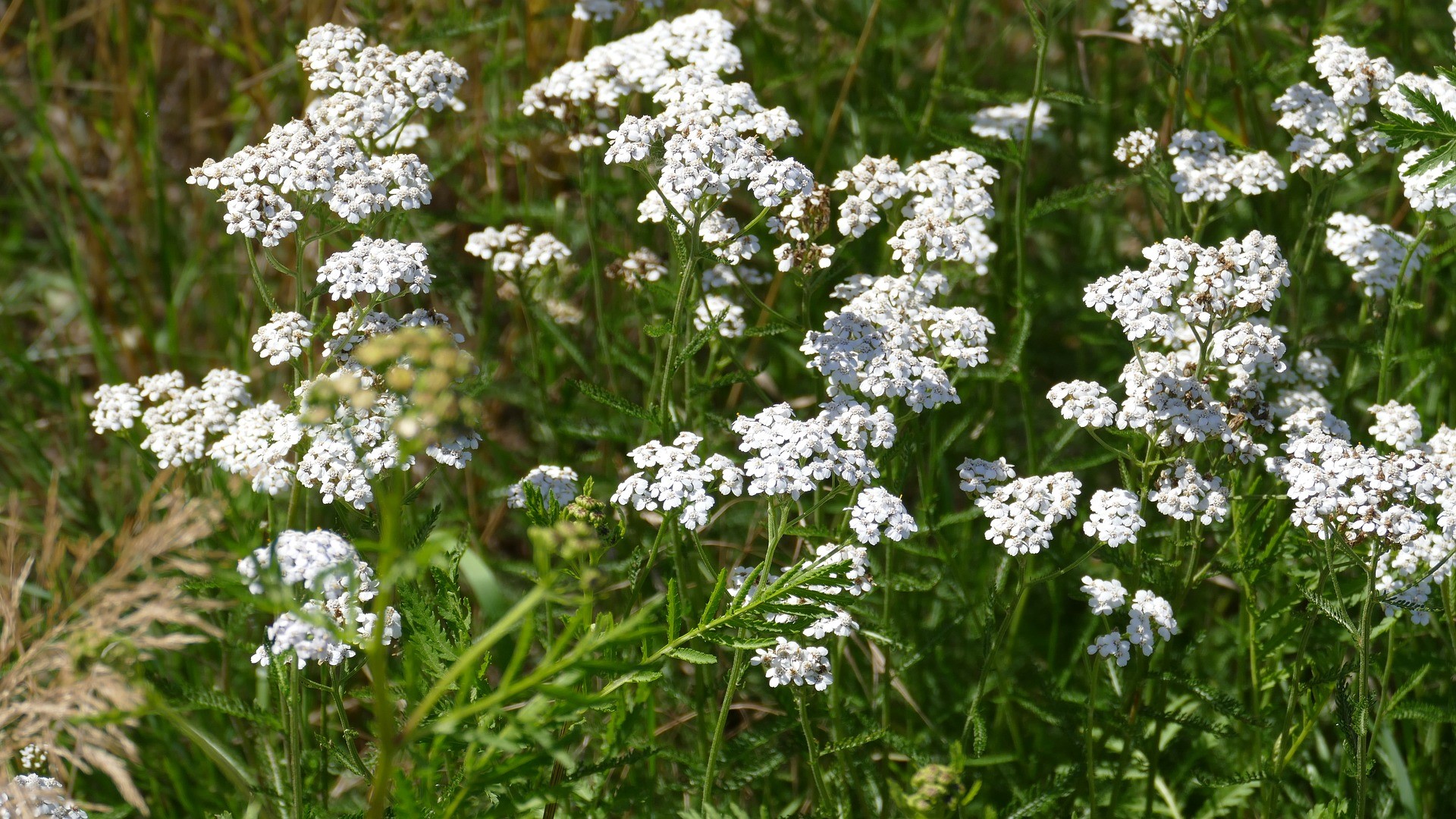 Attract Bees - flower - yarrow