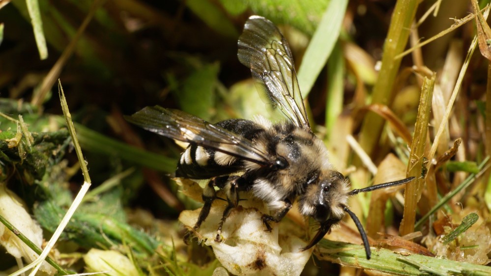 Attract Bees - Cuckoo Bee - Common Mourning Bee