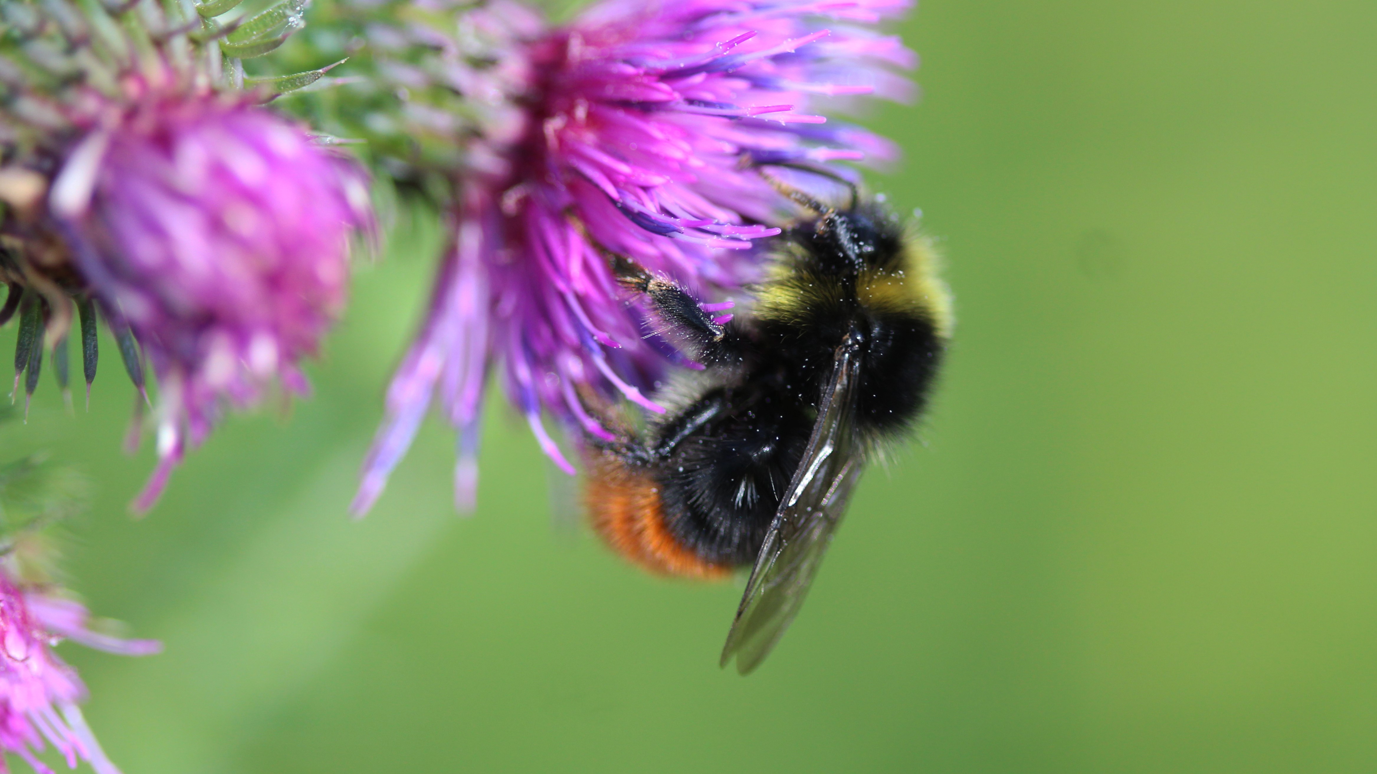 Attract Bees - Attract Bumblebees - Bumblebees -Early Bumblebee - Female