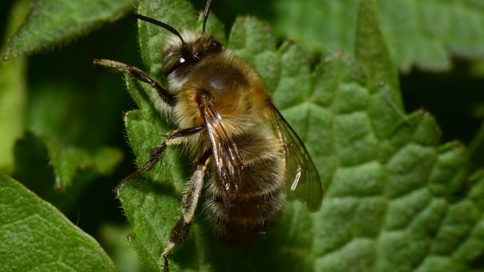 Attract Bees - Hairy Footed Flower Bee - Male