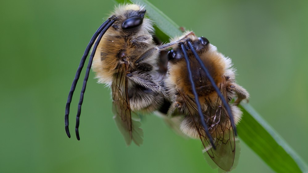 Attract Bees - Mining Bee - Long Horned Mining Bee