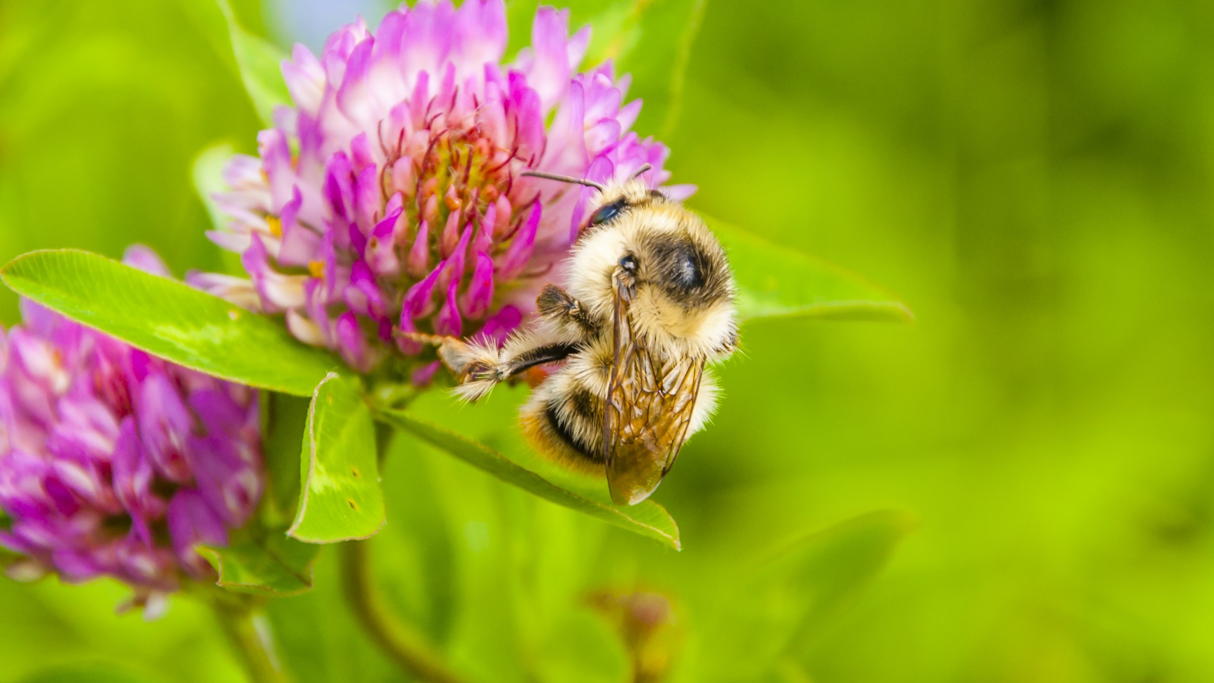 Attract Bees - Attract Bumblebee - Shrill Carder Bee