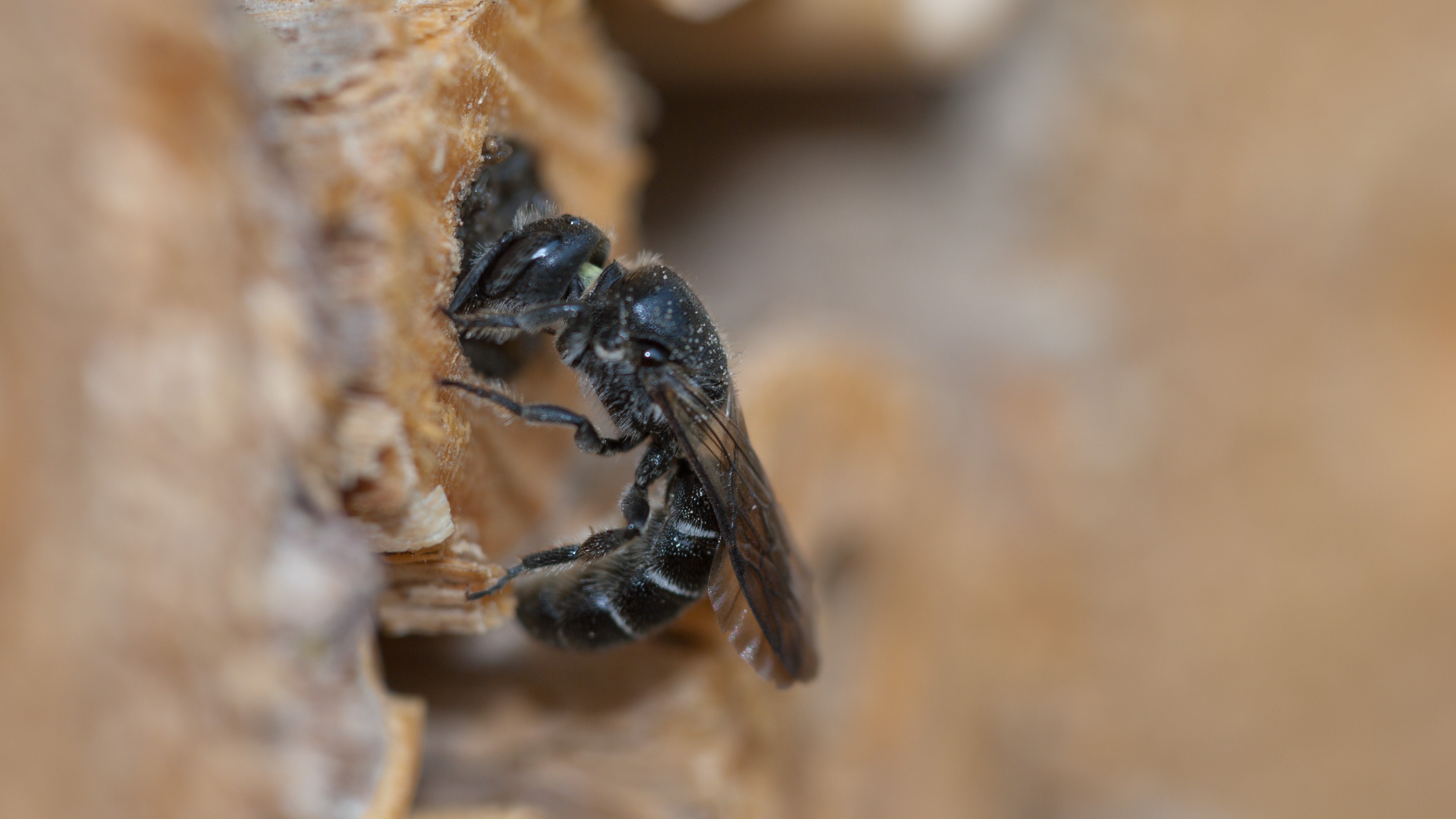 Attract Bees - Cavity nesting bee - cavity nester - mason bee -Small scissor bee
