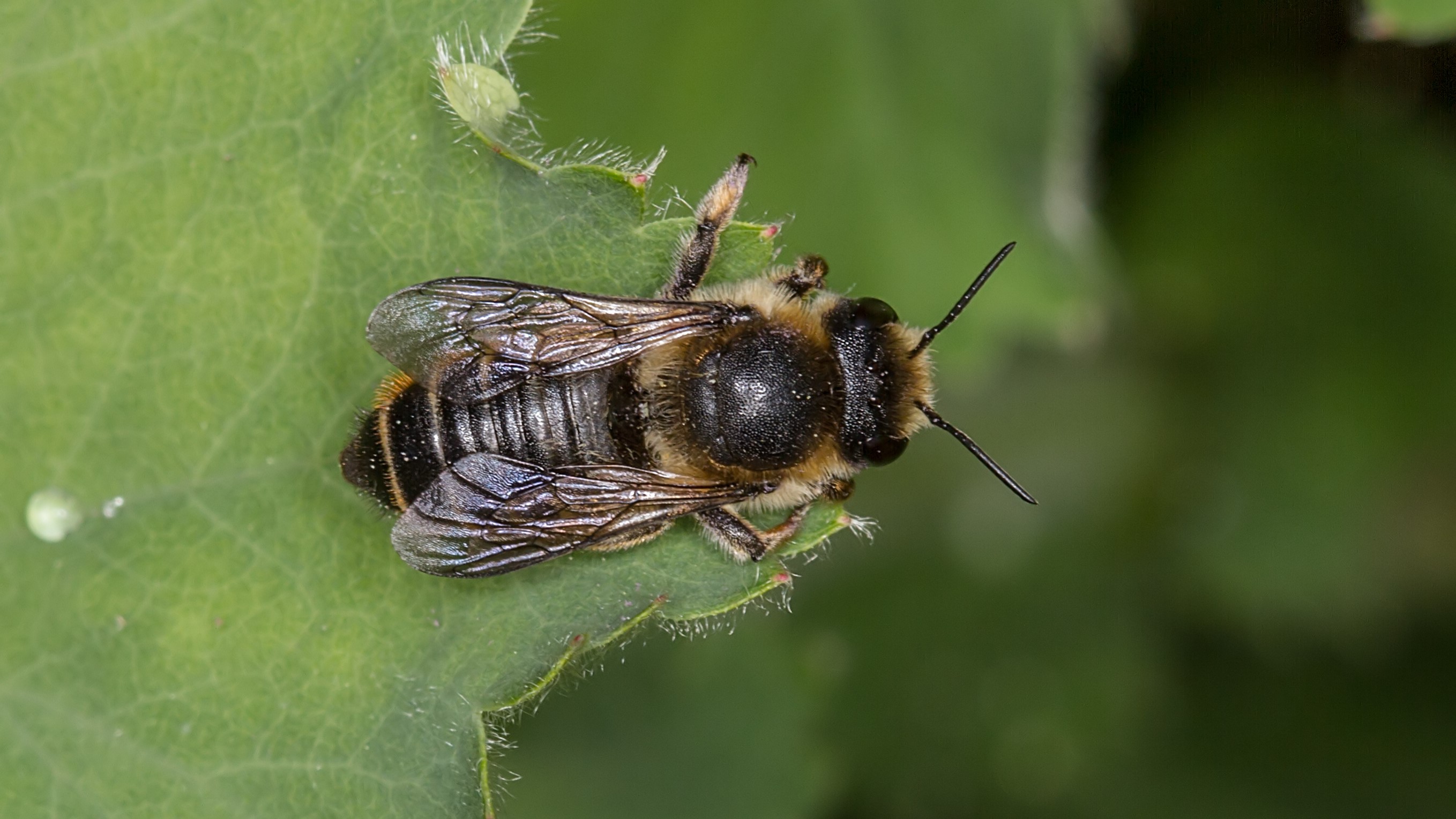 Attract Bees - Attract Mason Bees - Patchwork Leafcutter Bee