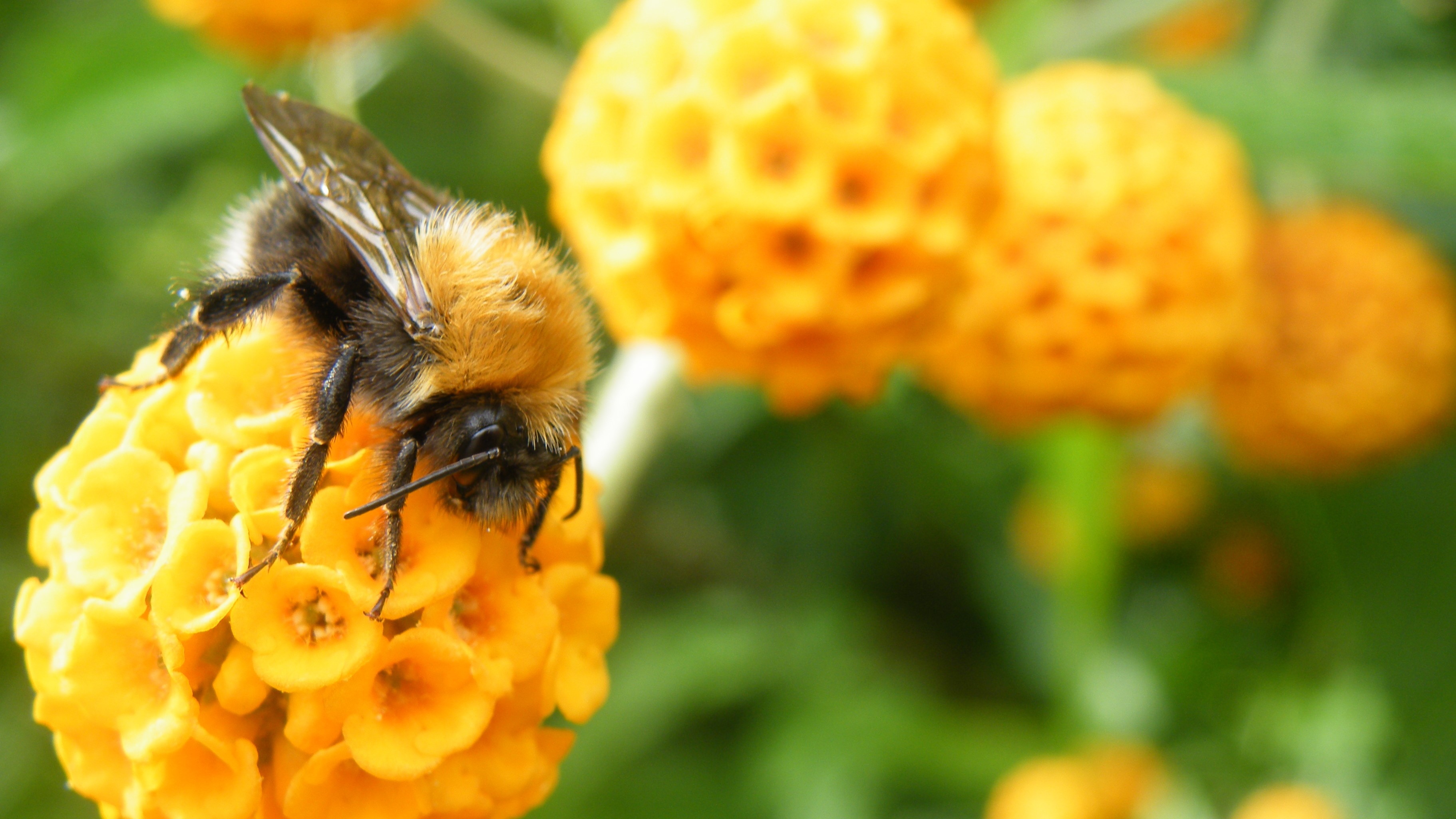 Attract Bees - Attract Bumblebees - Bumblebee - Tree Bumble Bee