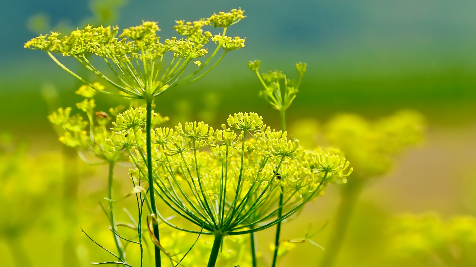 Attract Bees - fennel