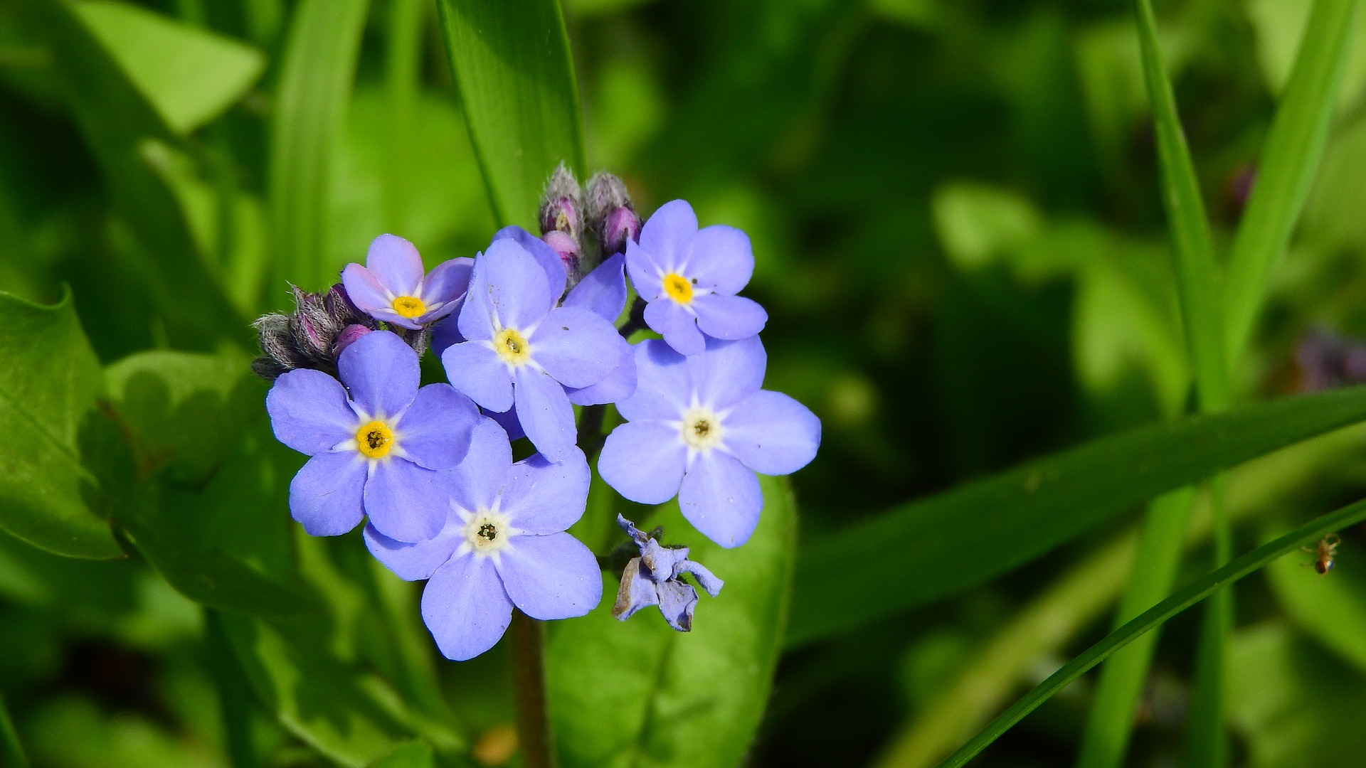 Attract Bees - forget-me-not-forest