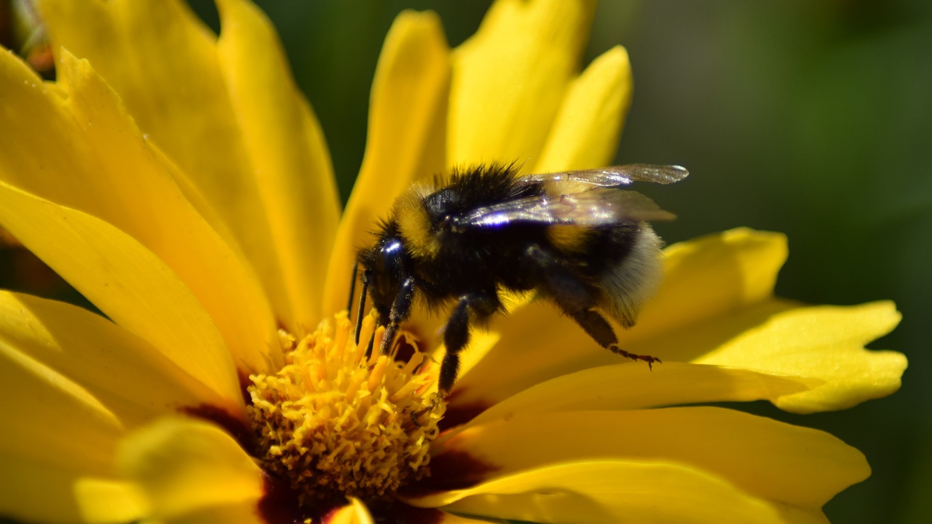 Attract Bees - Attract Bumblebees - Bumblebee - garden bumble bee