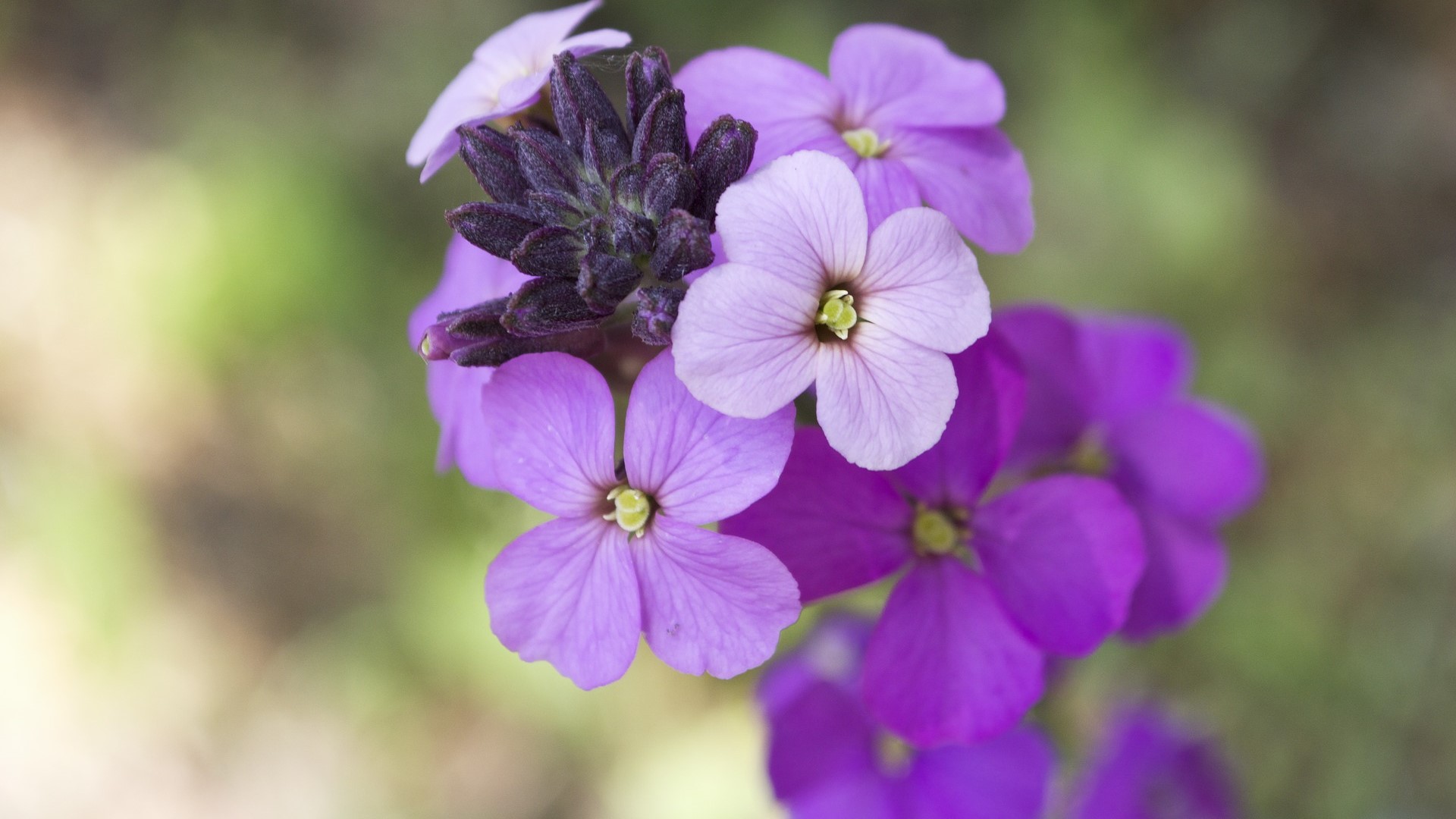 Attract Bees - wallflower